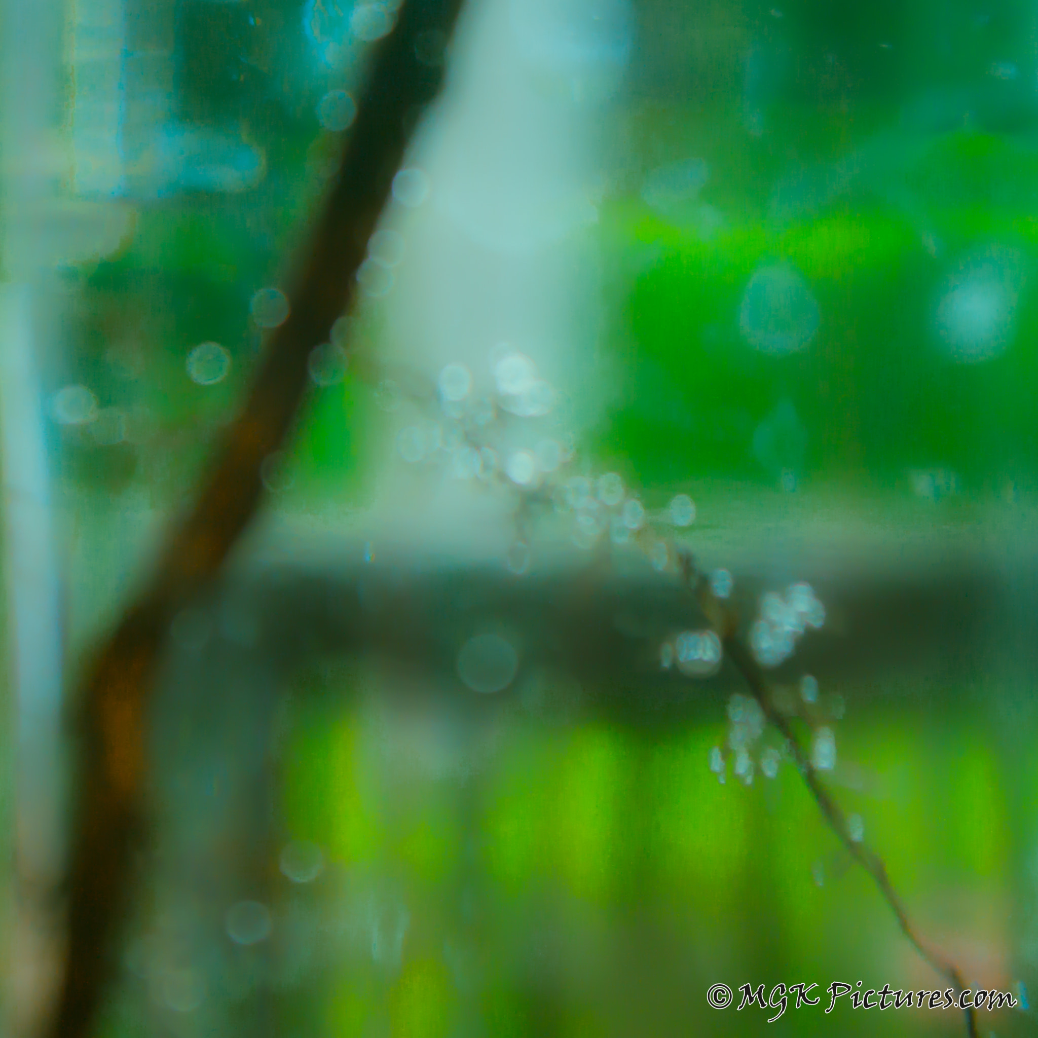 Pentax smc DA 18-55mm F3.5-5.6 AL WR sample photo. Green blur photography