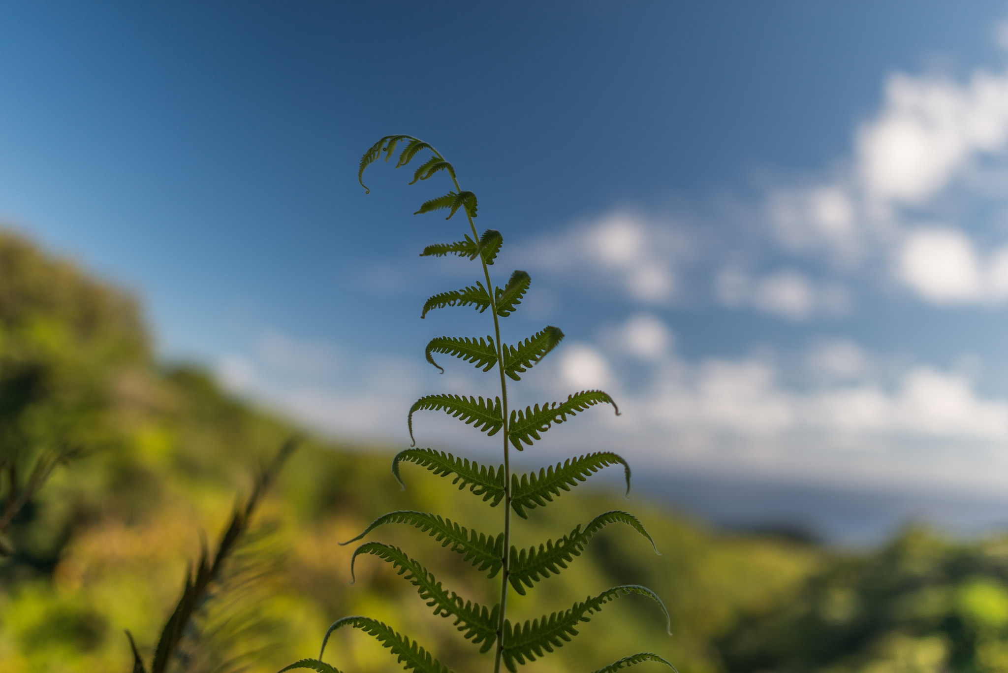 Nikon D800E + Nikon AF-S Nikkor 28mm F1.8G sample photo. Fern photography