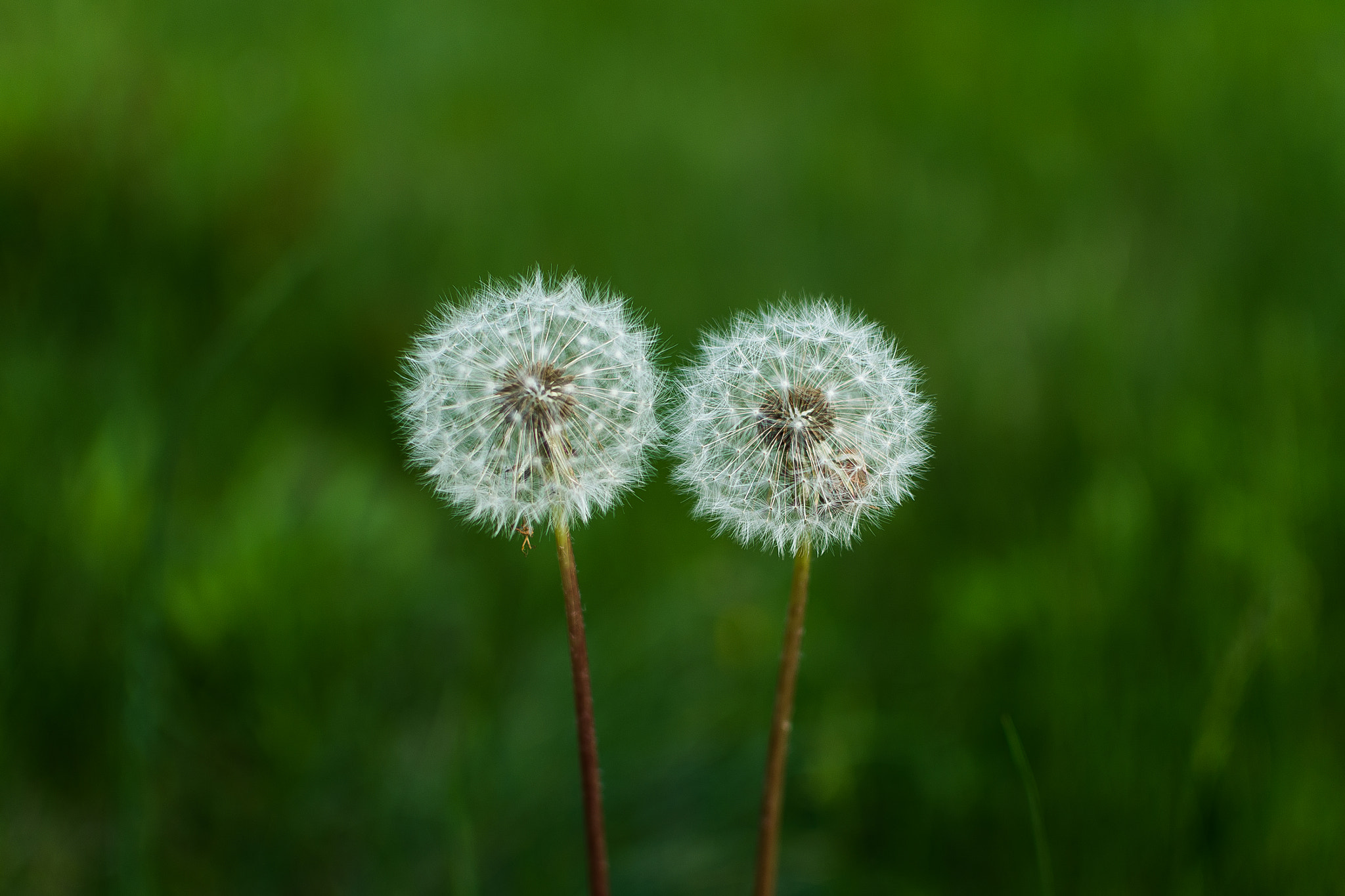 Nikon D800E sample photo. Dandelion photography