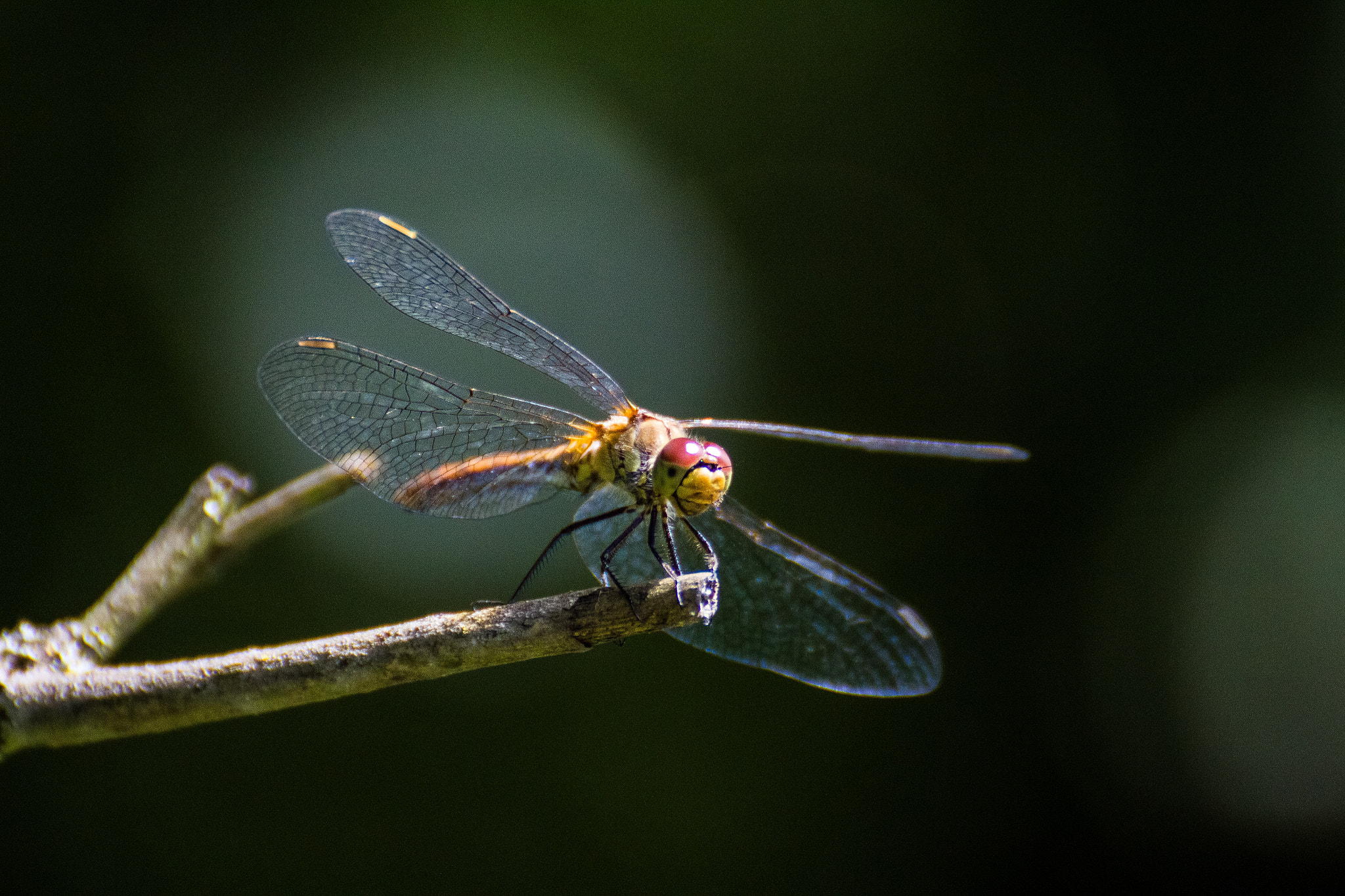 Canon EOS 700D (EOS Rebel T5i / EOS Kiss X7i) + Canon 70-300mm sample photo. Dragonfly photography