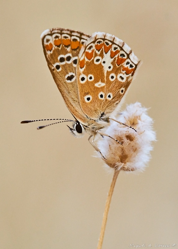Sony ILCA-77M2 sample photo. Polyommatus icarus photography