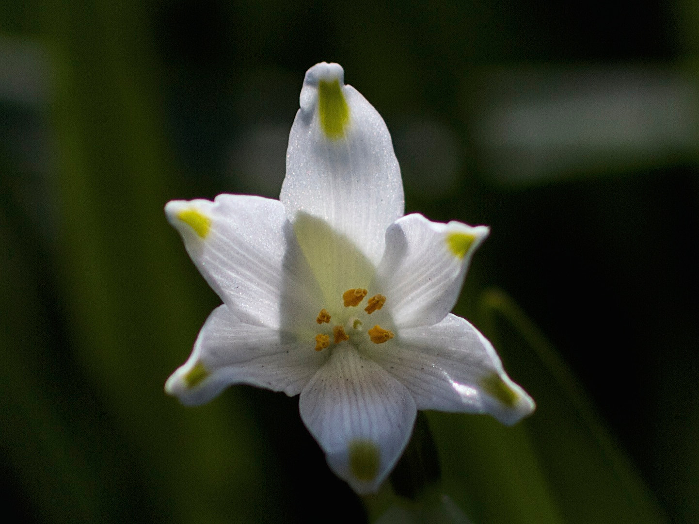 Canon EOS 7D + Canon EF 35mm F1.4L USM sample photo. Flower (0642) photography