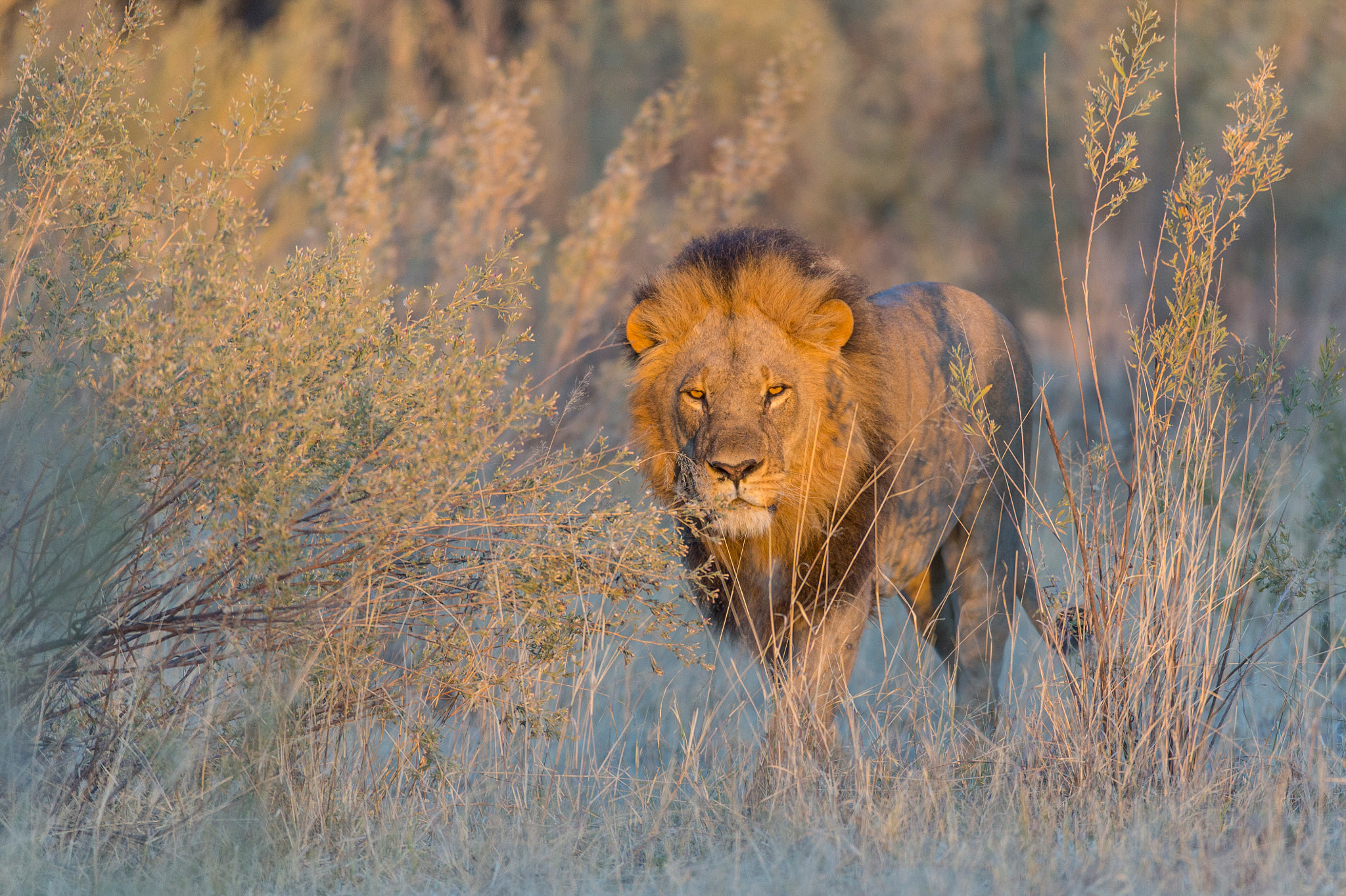 Canon EOS-1D X + Canon EF 600mm f/4L IS sample photo. Gorgeous boy photography