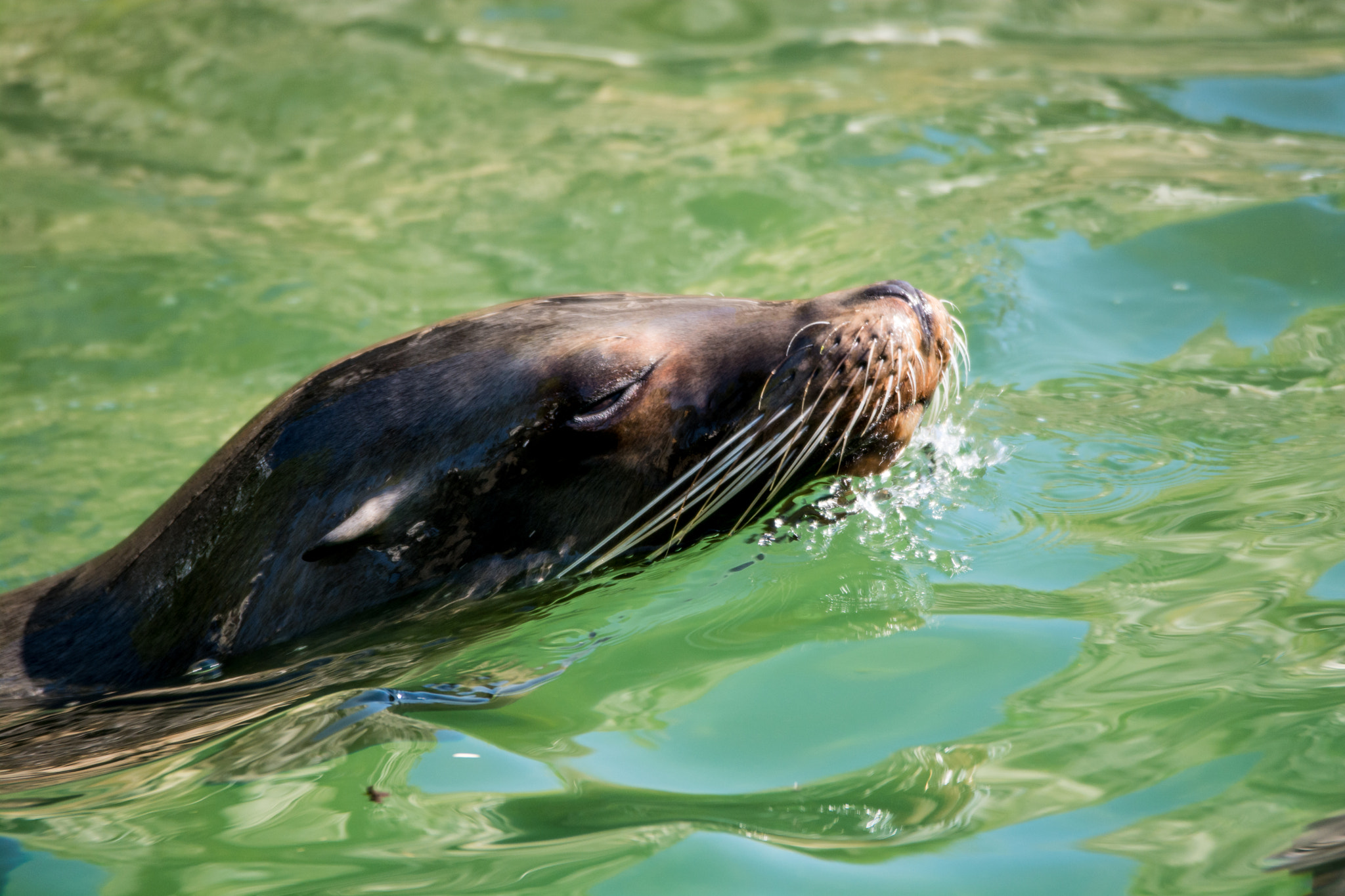Sigma 120-400mm F4.5-5.6 DG OS HSM sample photo. Robbe photography