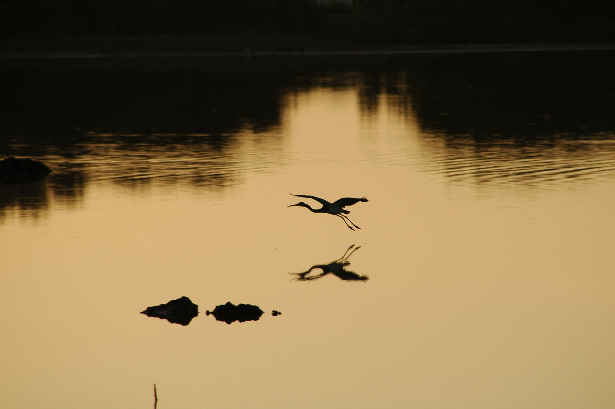 Nikon D70s sample photo. Soft landing photography