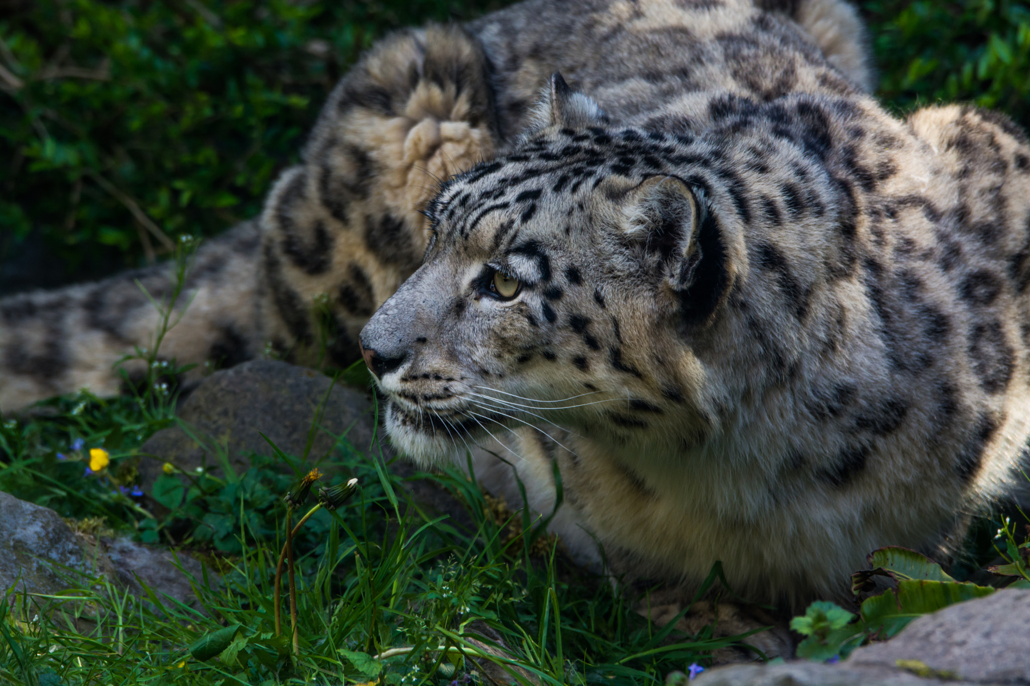 Sigma 120-400mm F4.5-5.6 DG OS HSM sample photo. Schneeleopard photography