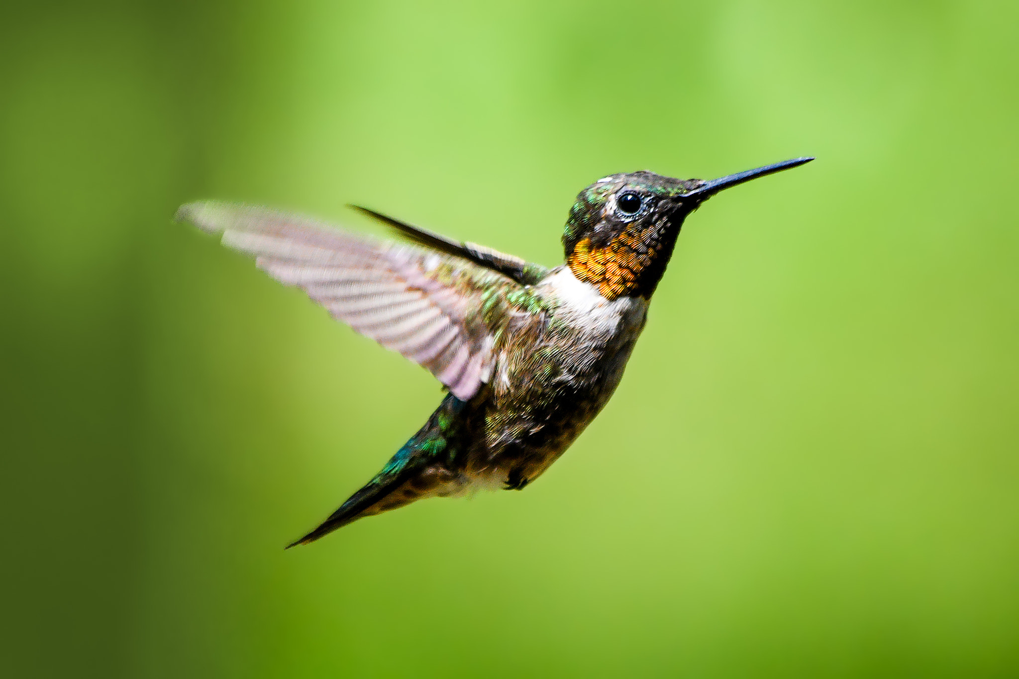 Nikon D500 sample photo. Ruby-throated hummingbird photography