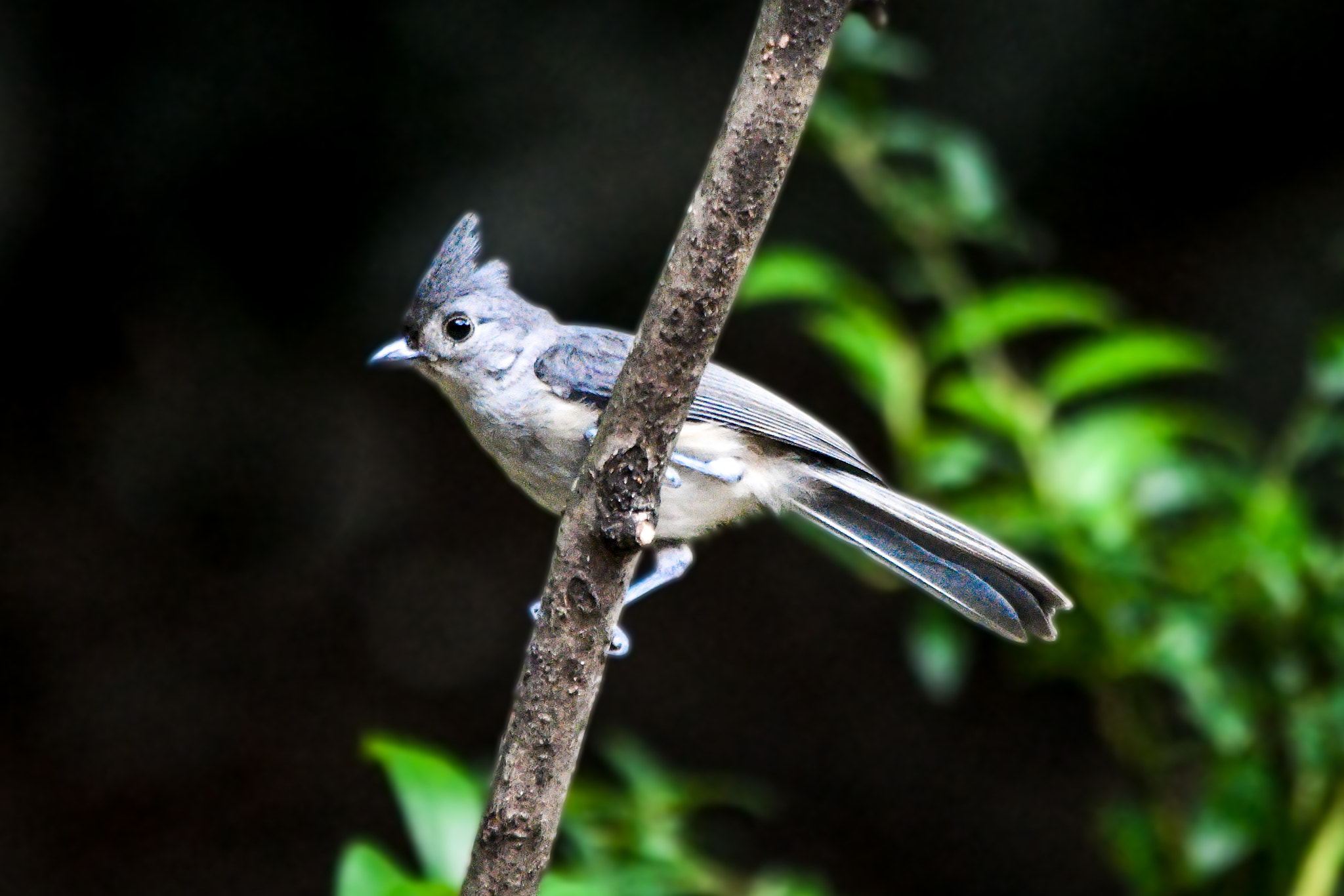 Nikon D500 sample photo. Tufted titmouse photography