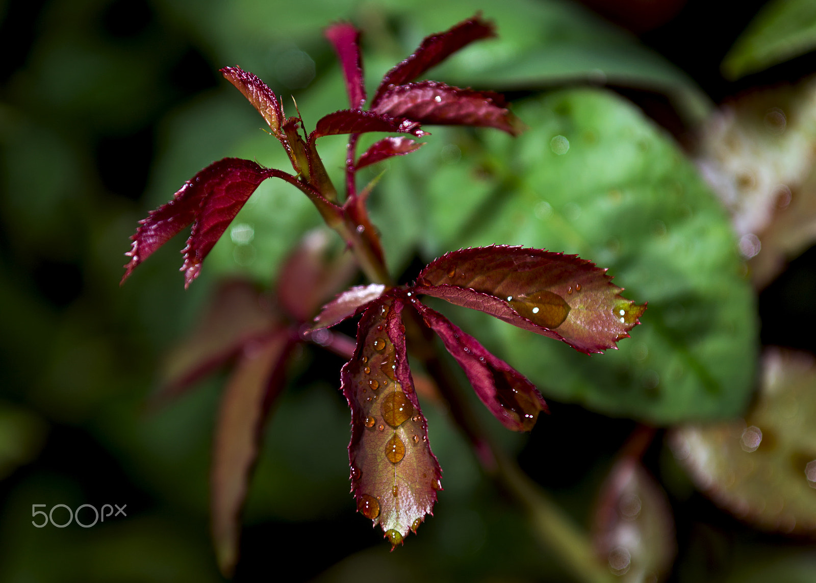 Sigma 24-70mm F2.8 EX DG Macro sample photo. Red rose branch photography