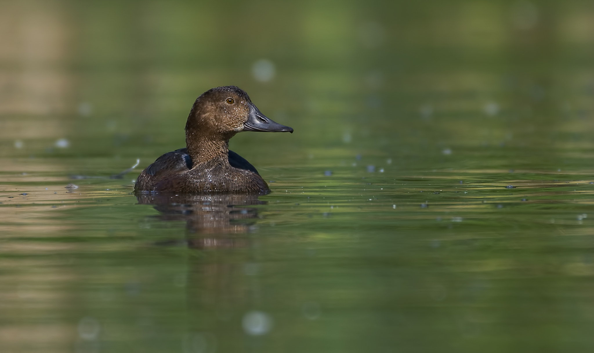 Nikon AF-S Nikkor 200-500mm F5.6E ED VR sample photo. Brown eye pochard photography