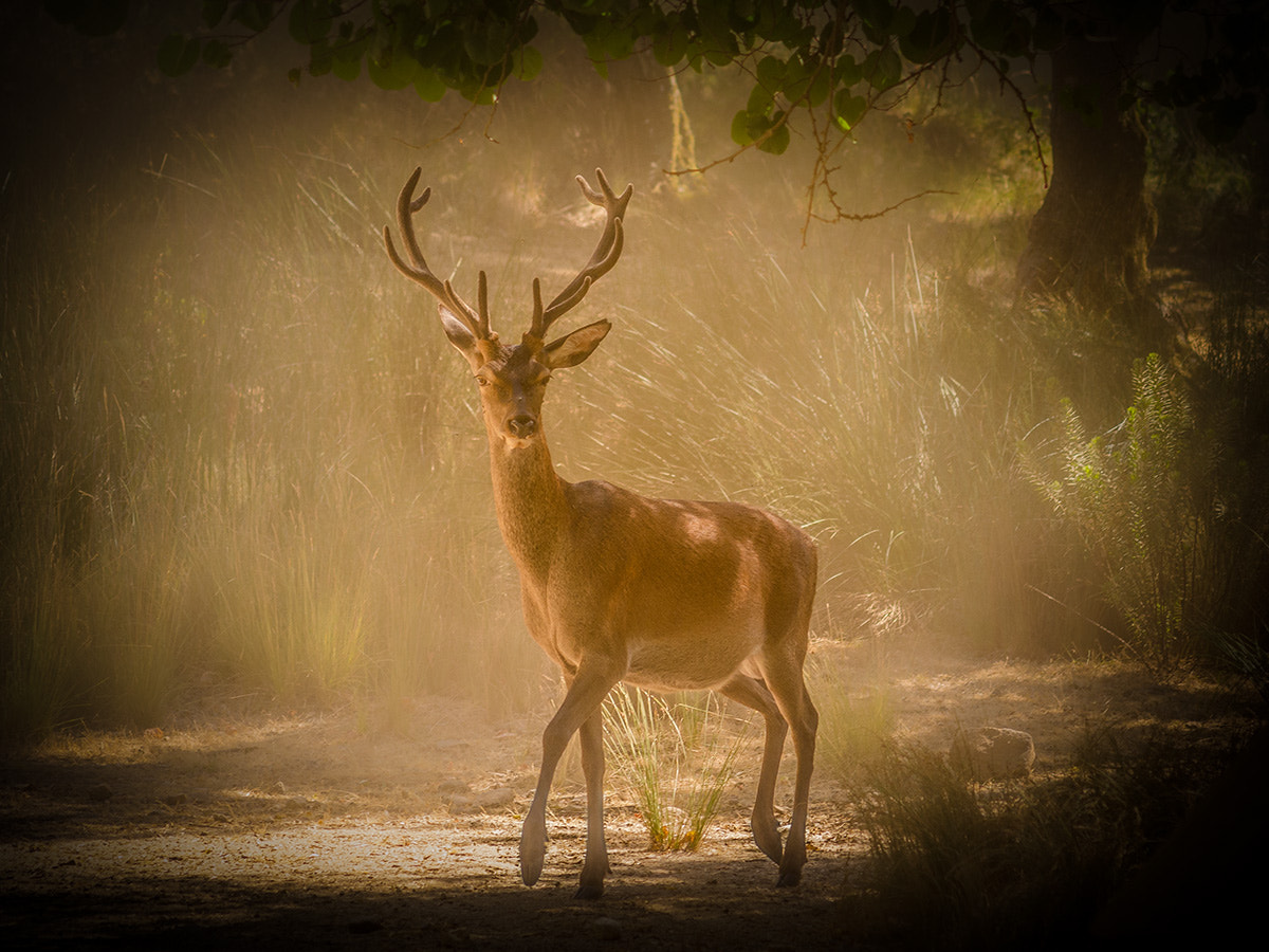 Nikon D7000 + AF Nikkor 70-210mm f/4-5.6 sample photo. Magic forest photography