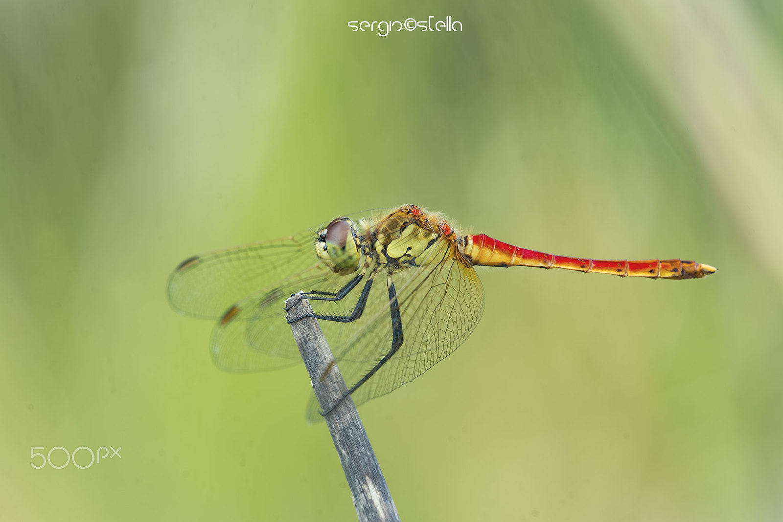 Sigma 150mm F2.8 EX DG Macro HSM sample photo. Depressiusculum juvenile___ photography