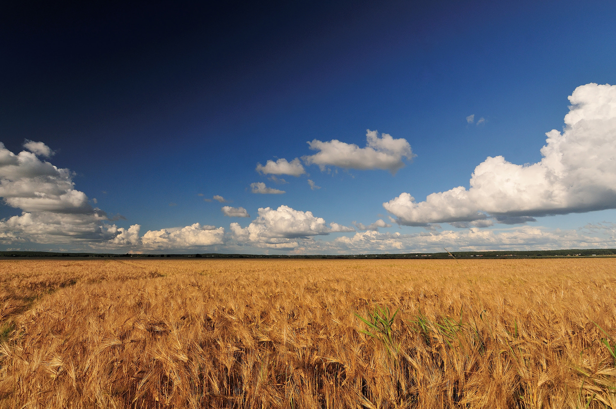 Nikon D300S sample photo. On the first of august photography