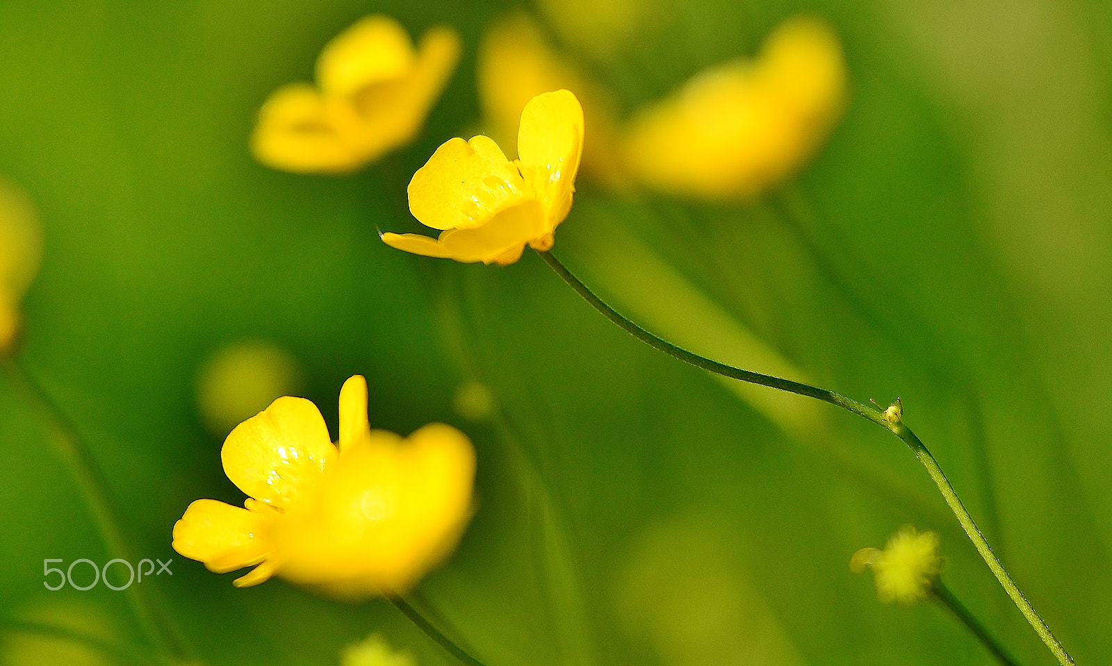 Sigma 50-150mm F2.8 EX APO DC OS HSM sample photo. Yellow photography