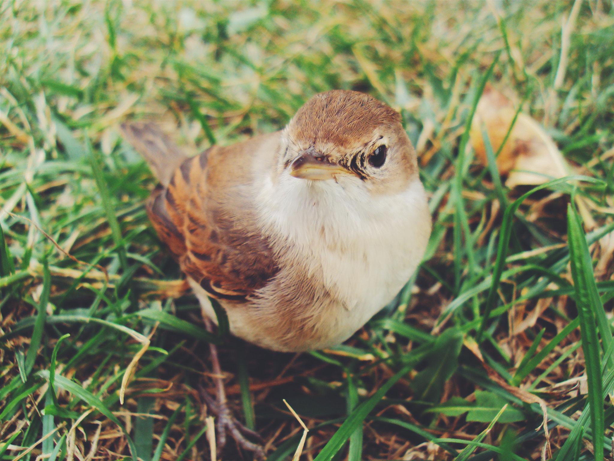 Sony DSC-S980 sample photo. A little bird told me... photography