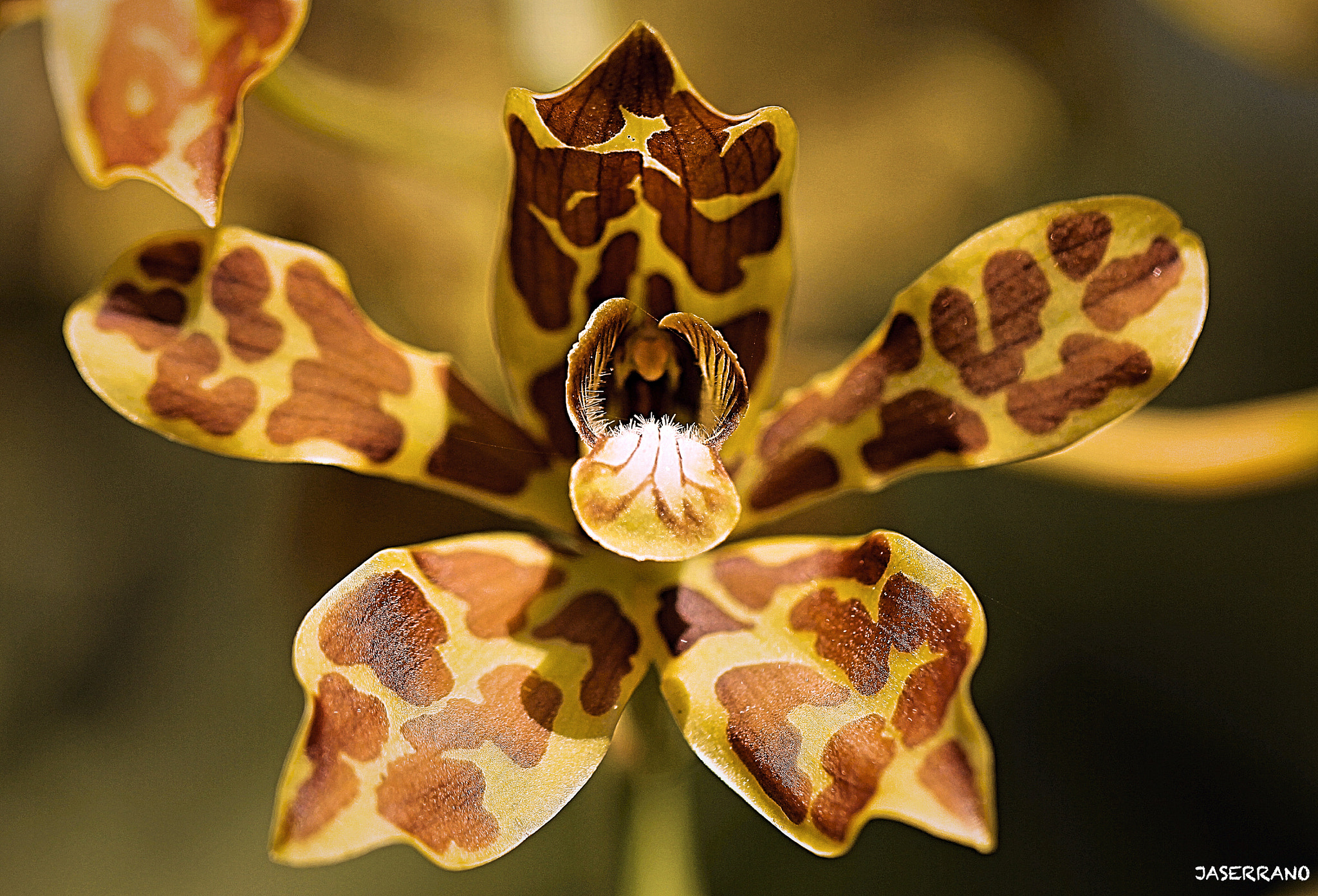 Canon EF 100mm F2.8L Macro IS USM sample photo. Tiger orchid photography