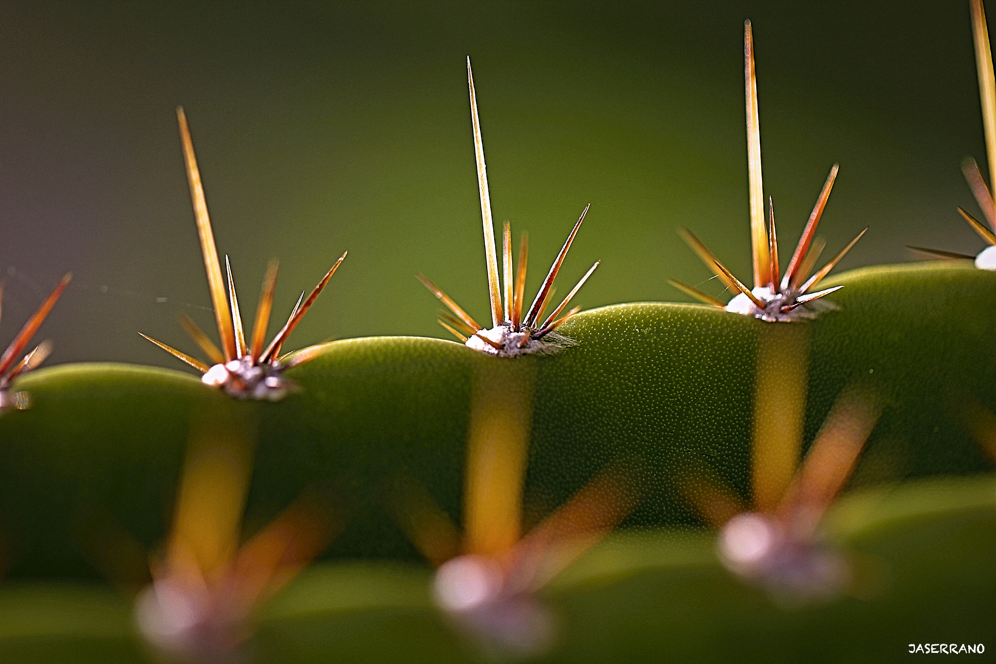 Canon EF 100mm F2.8L Macro IS USM sample photo. Cactus & light photography