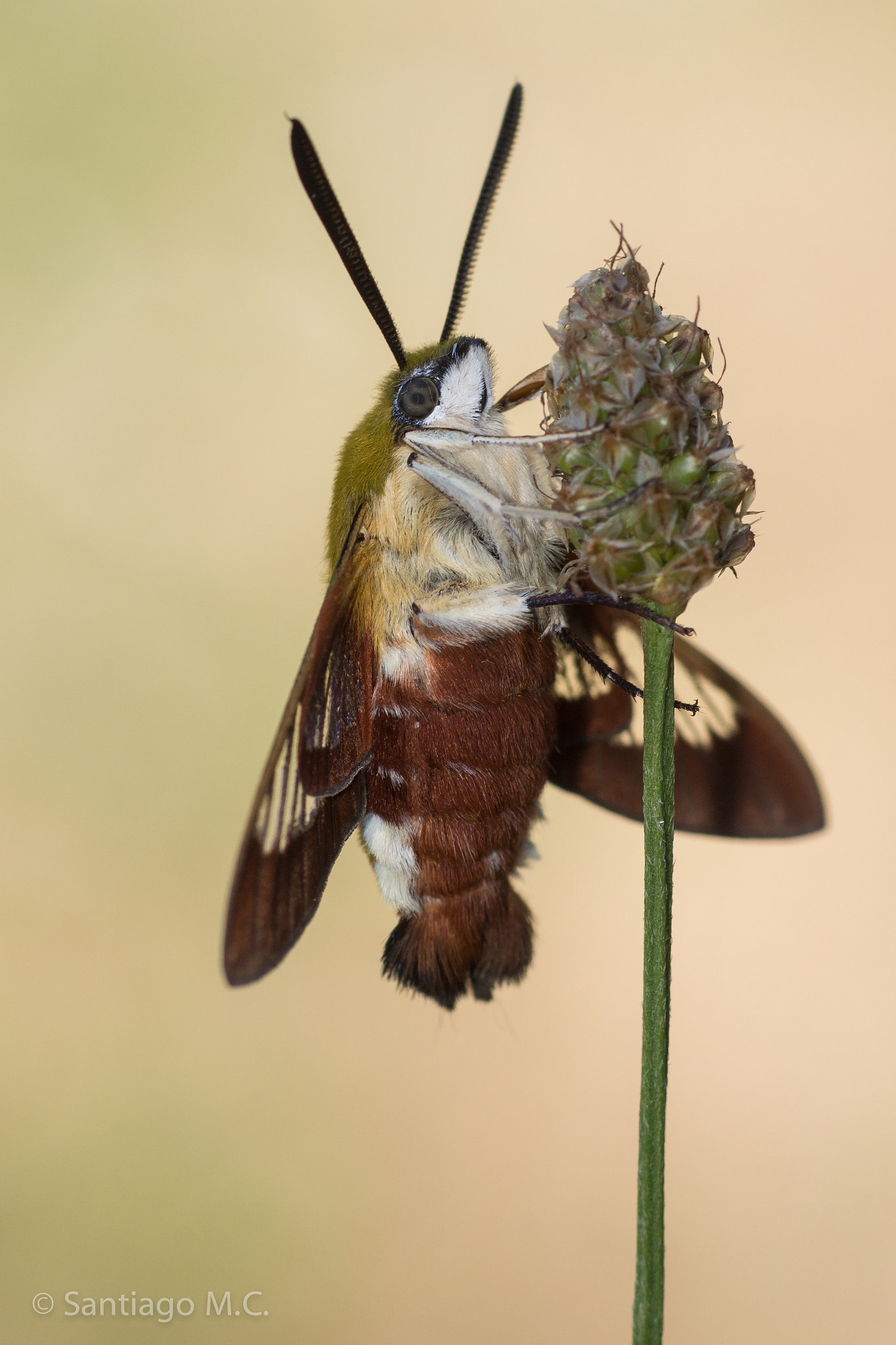 Sony 100mm F2.8 Macro sample photo. Hemaris fuciformis photography