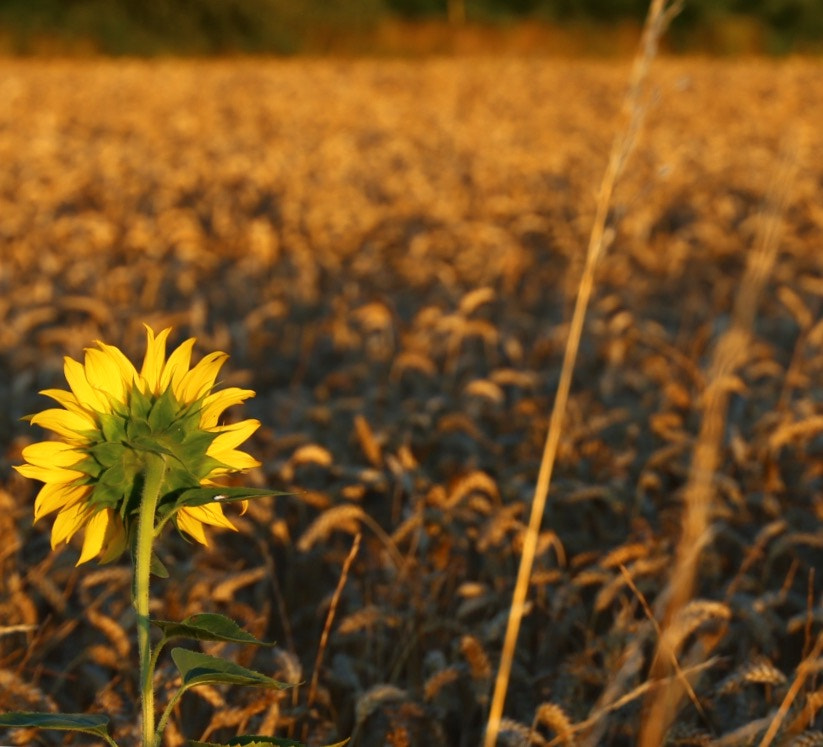 Canon EF 24-105mm F3.5-5.6 IS STM sample photo. To turn sun's back on photography