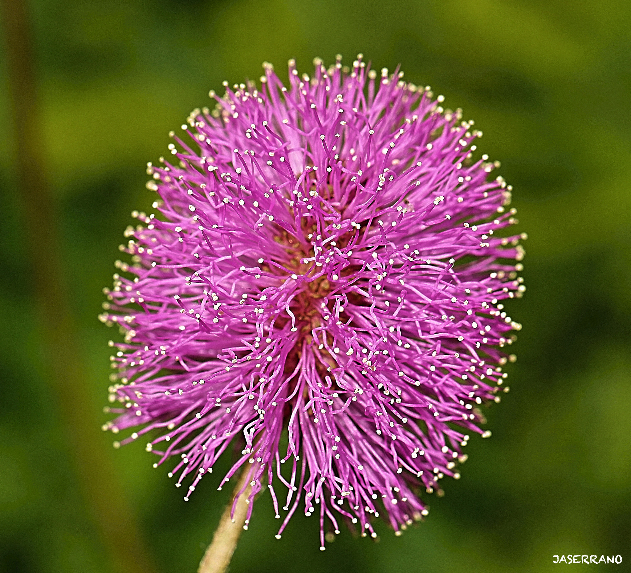 Canon EF 100mm F2.8L Macro IS USM sample photo. Afro pink photography