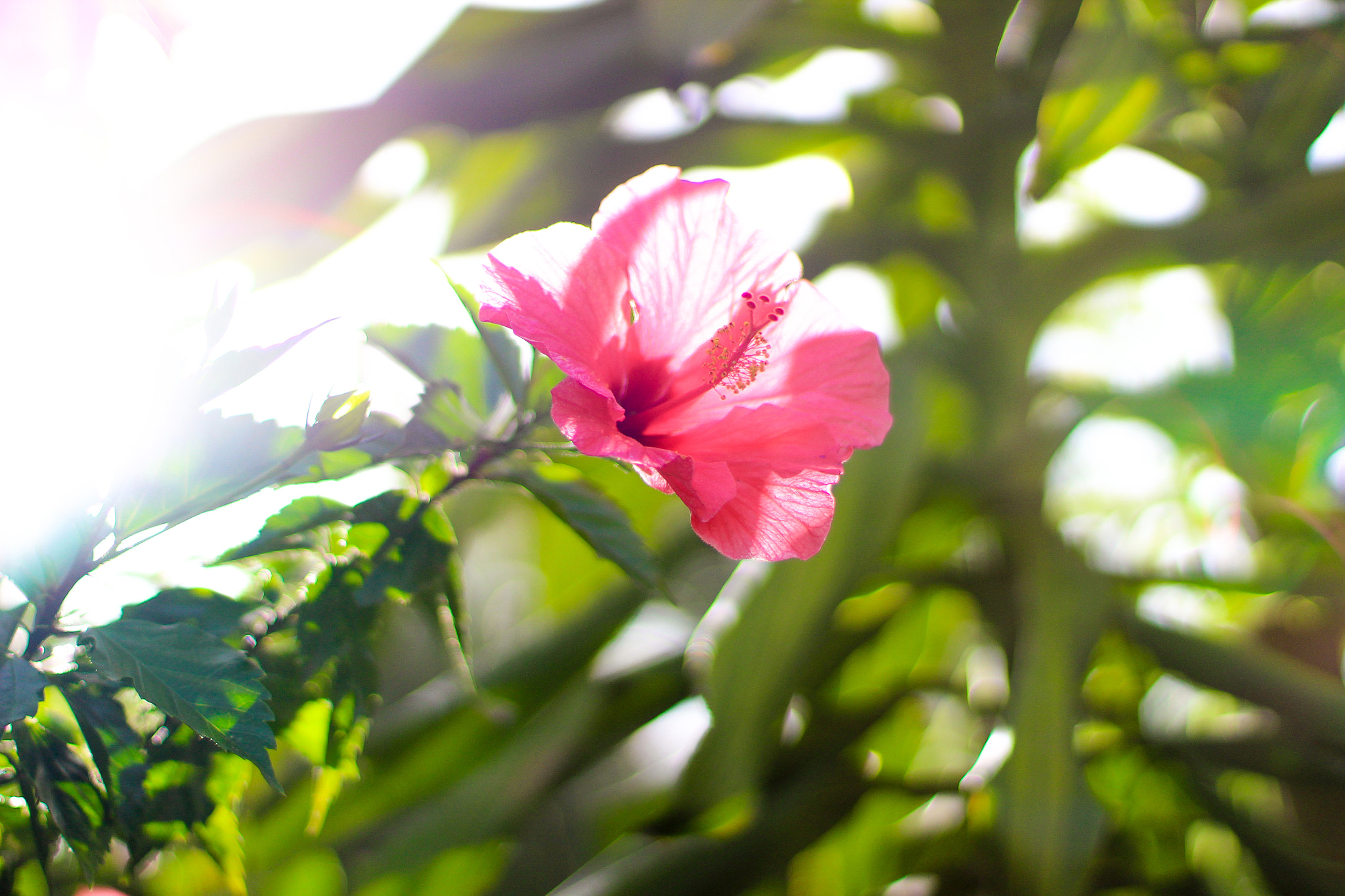 Canon EOS 1200D (EOS Rebel T5 / EOS Kiss X70 / EOS Hi) sample photo. Red photography