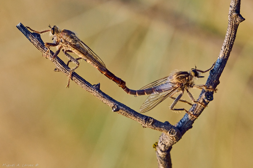 Sony ILCA-77M2 sample photo. Sunset mating photography