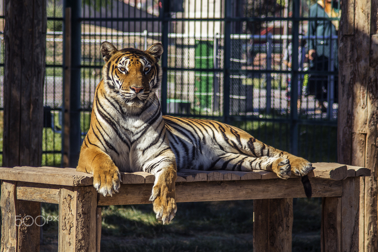 Canon EF 35-135mm f/4-5.6 USM sample photo. Tiger photography