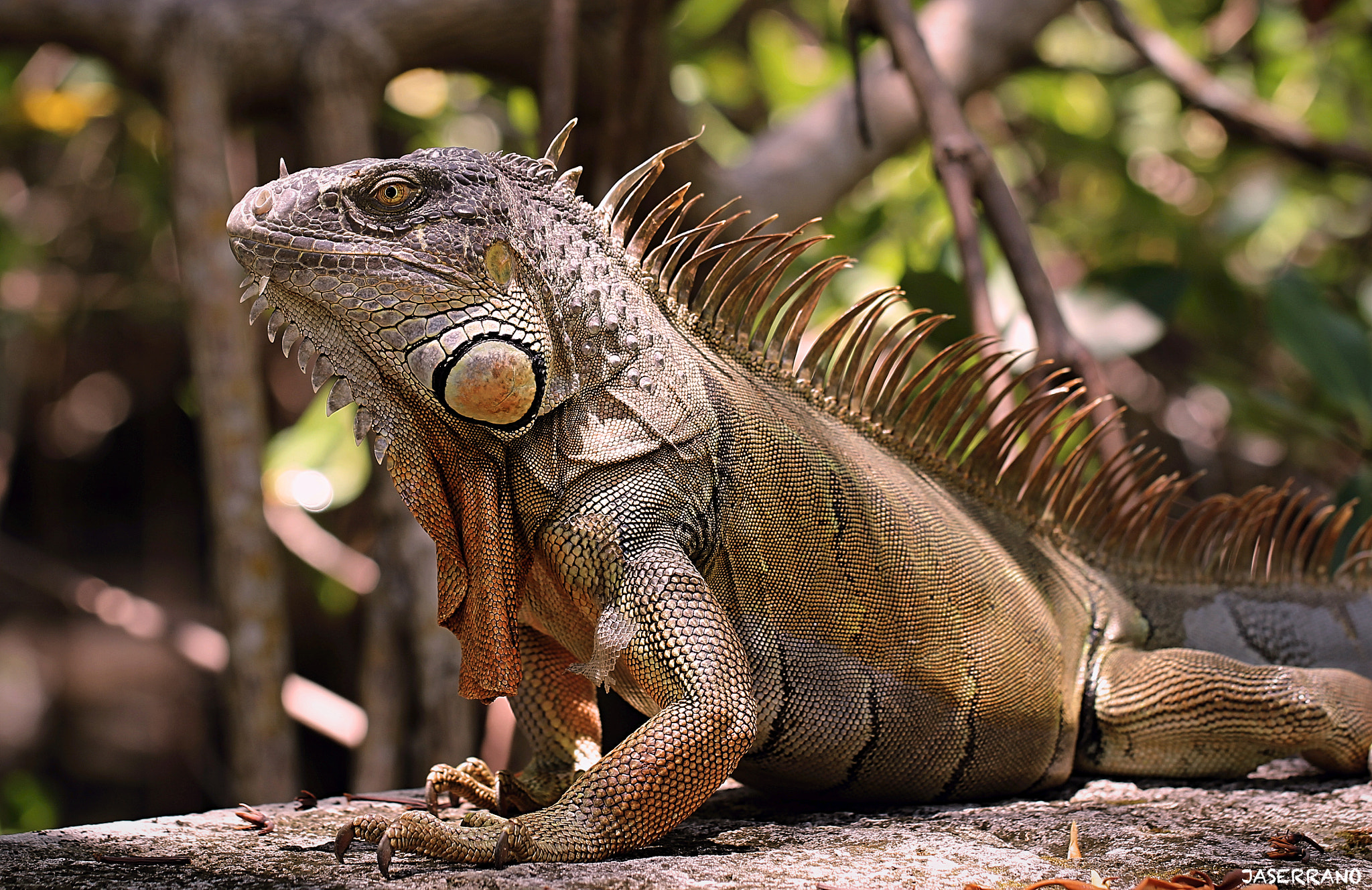 Canon EF 100mm F2.8L Macro IS USM sample photo. Dino photography