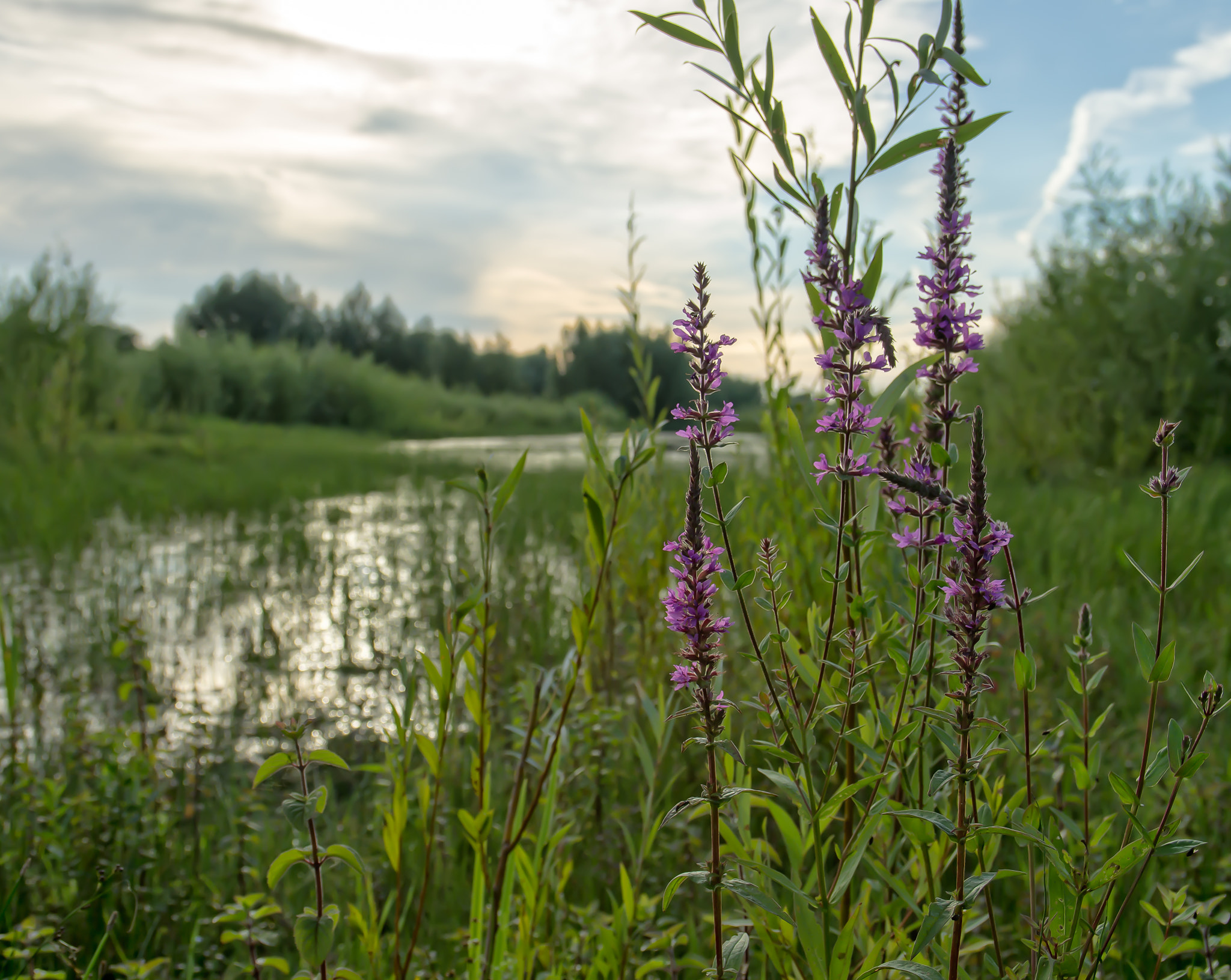 Pentax K-5 sample photo. An evening stroll along river lek photography