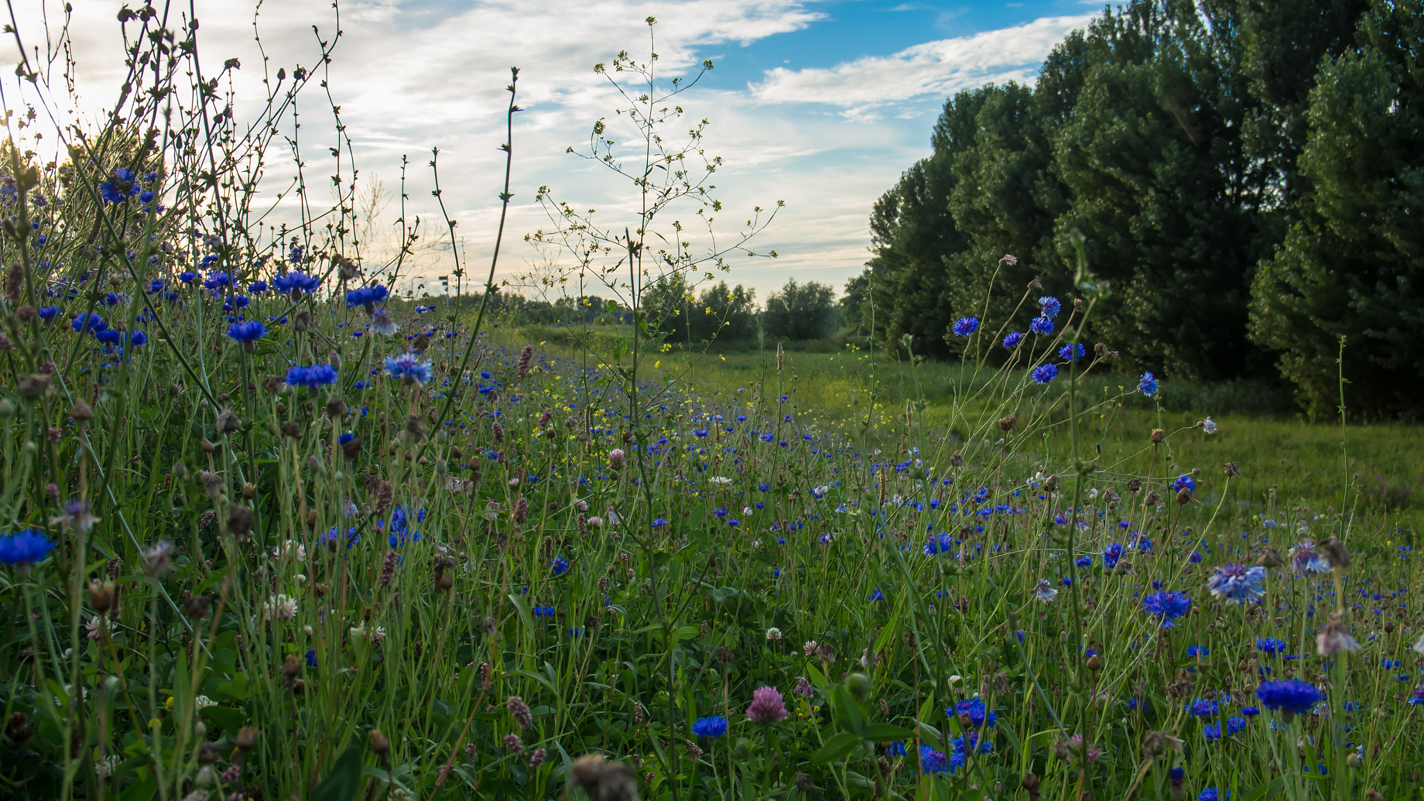 Pentax K-5 sample photo. An evening stroll along river lek photography