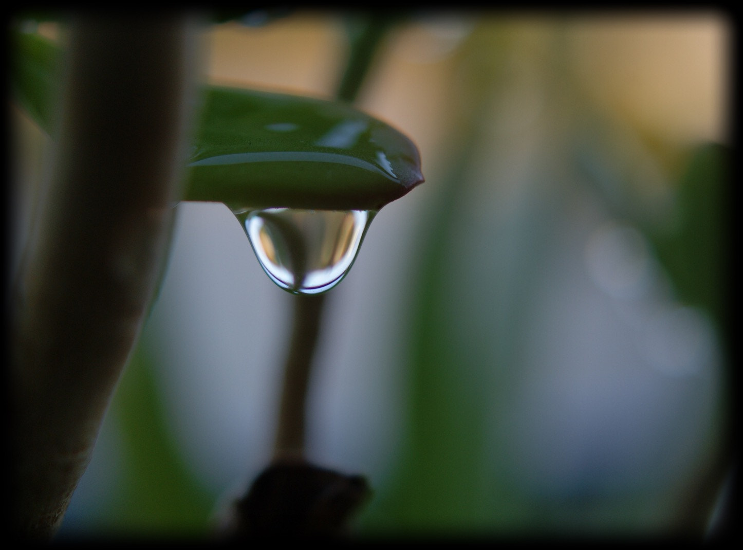 Sony Alpha DSLR-A330 + Sony DT 30mm F2.8 Macro SAM sample photo. La gota: després de la tempesta. photography