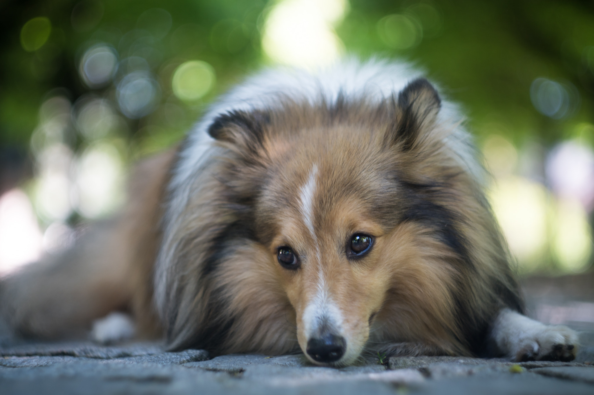 Sony ILCA-77M2 + Minolta AF 50mm F1.7 sample photo. Yoshi photography