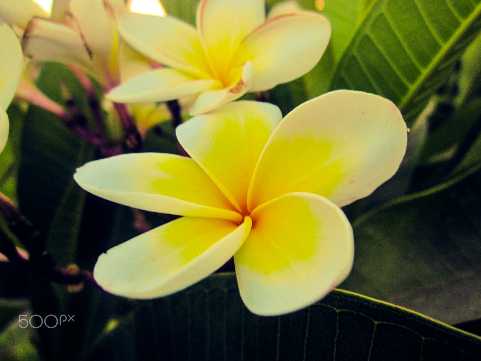 Canon PowerShot A1200 sample photo. Plumeria flowers photography