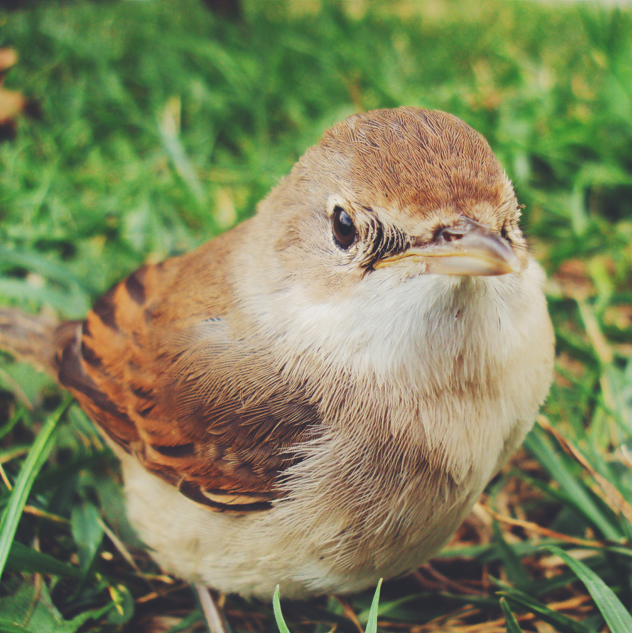 Sony DSC-S980 sample photo. Bird 2 photography