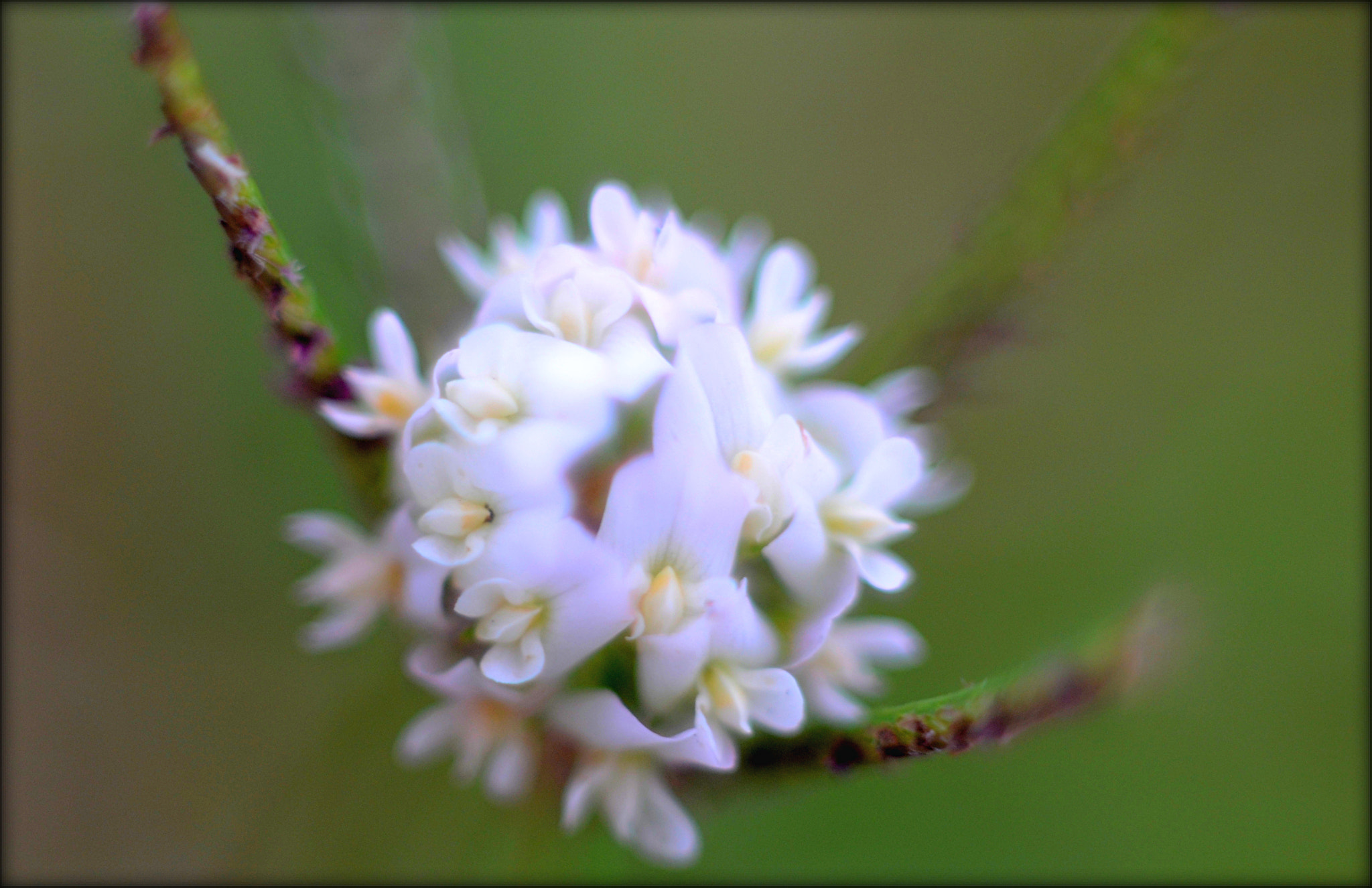 Manual Lens No CPU sample photo. Grass photography