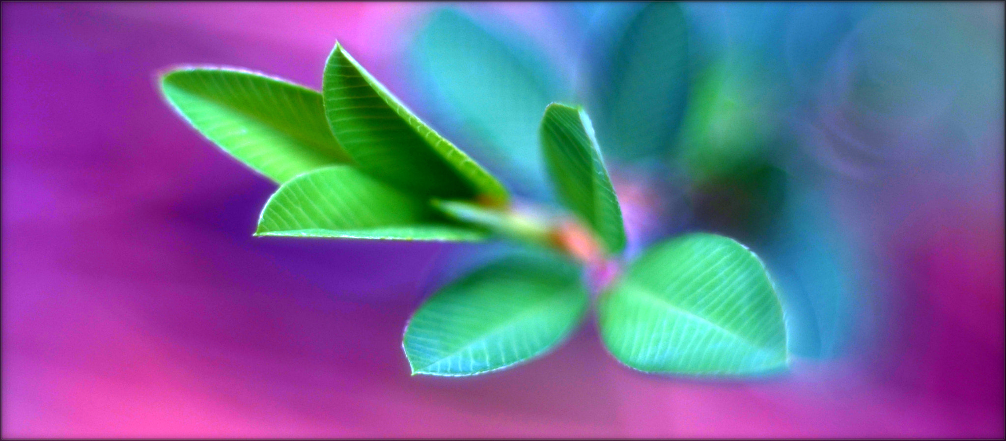 Manual Lens No CPU sample photo. Grass photography