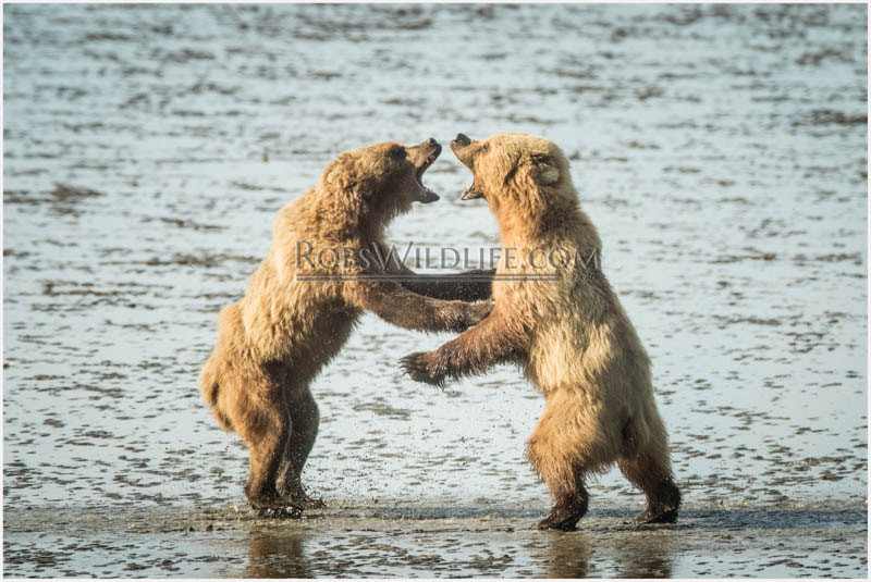 Canon EF 400mm F2.8L IS II USM sample photo. Alaska coastal brown bears photography