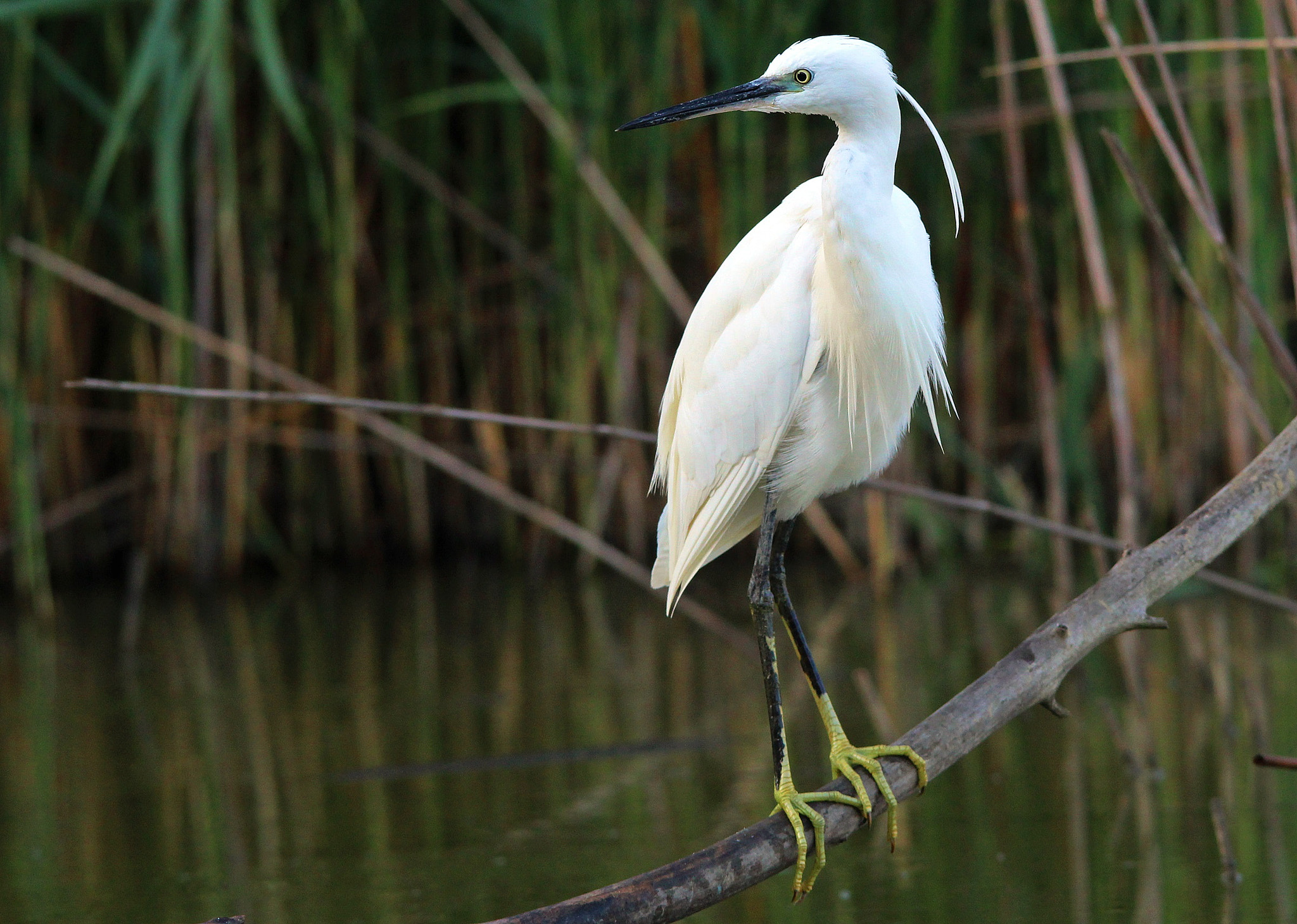 Sigma 150-500mm F5-6.3 DG OS HSM sample photo. Little egret, garzetta photography