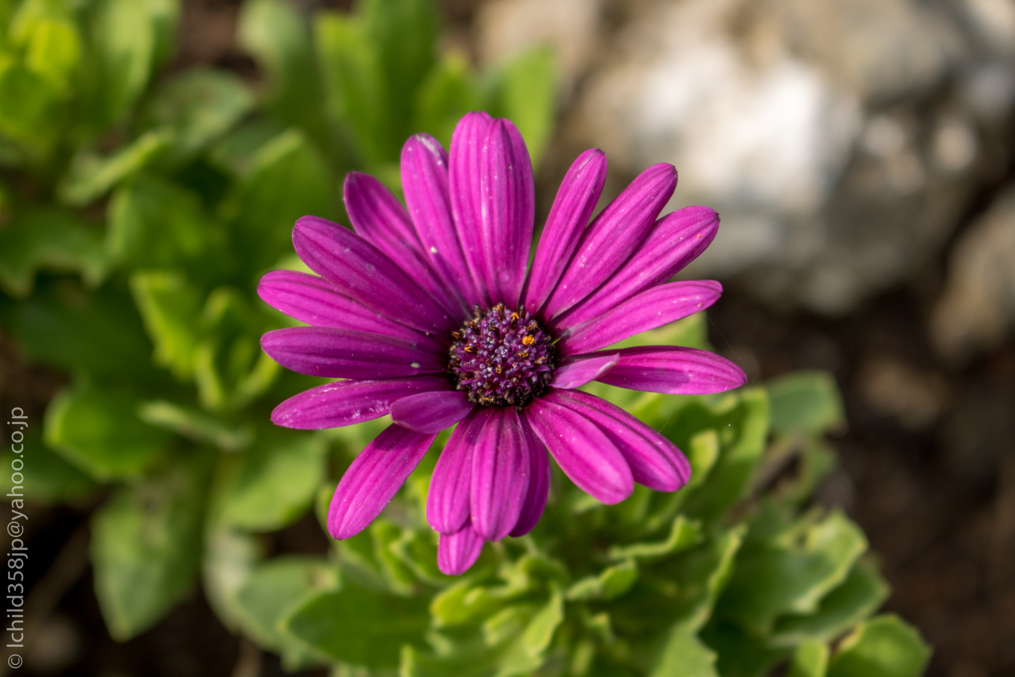 Canon EOS 760D (EOS Rebel T6s / EOS 8000D) + Canon EF-S 18-55mm F3.5-5.6 IS STM sample photo. Flower on enoshima island photography