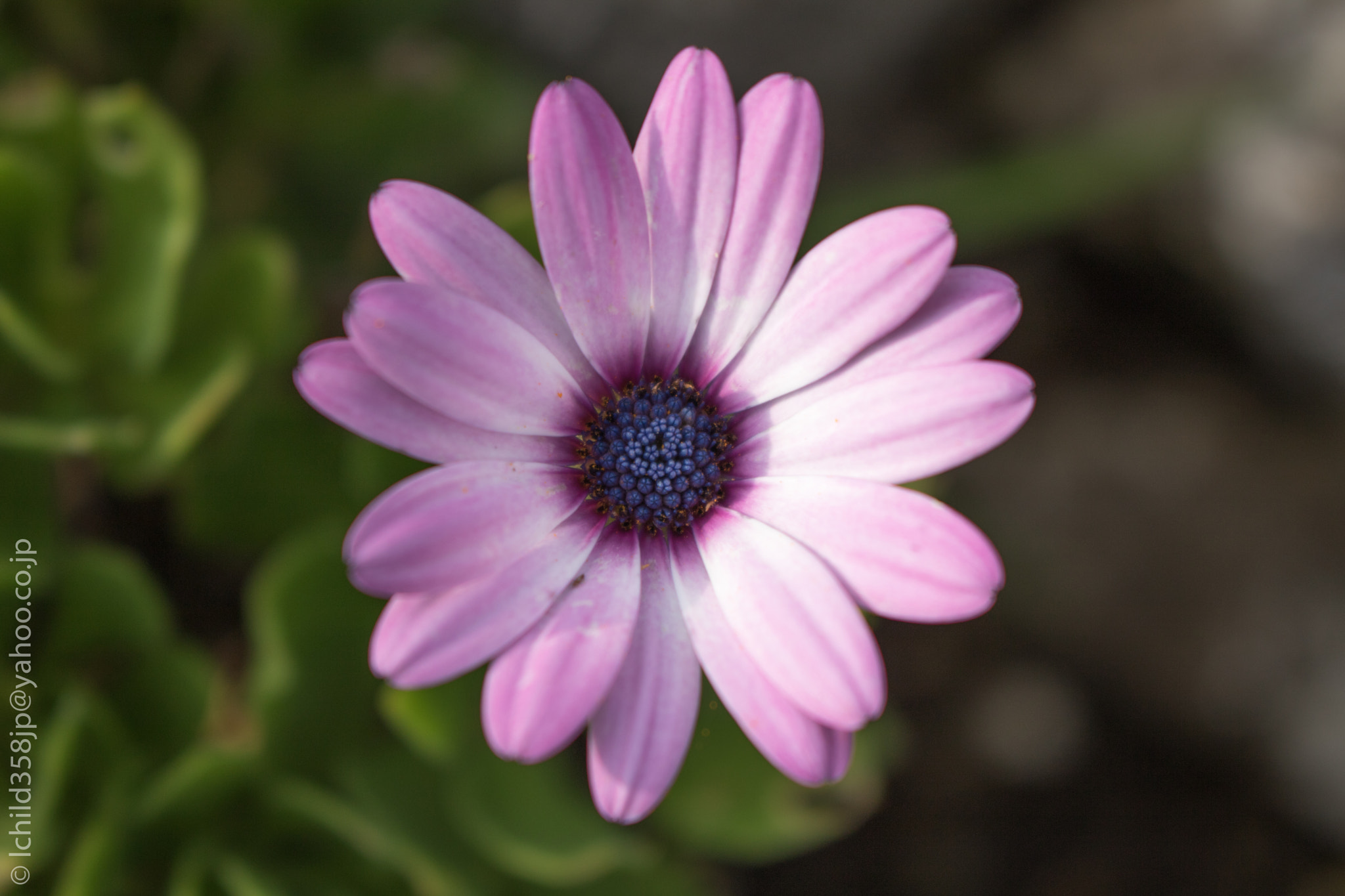 Canon EOS 760D (EOS Rebel T6s / EOS 8000D) + Canon EF-S 18-55mm F3.5-5.6 IS STM sample photo. Flower on enoshima island photography