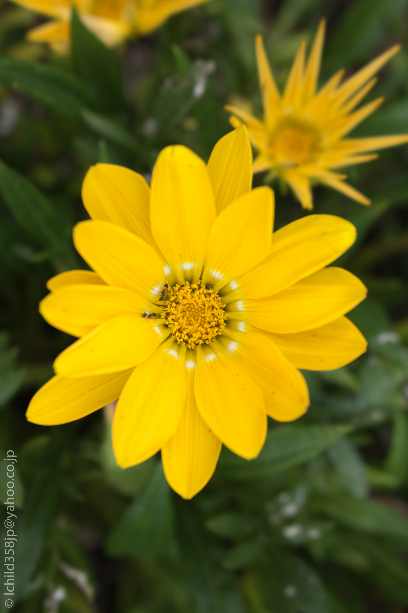 Canon EOS 760D (EOS Rebel T6s / EOS 8000D) + Canon EF-S 18-55mm F3.5-5.6 IS STM sample photo. Flower on enoshima island photography