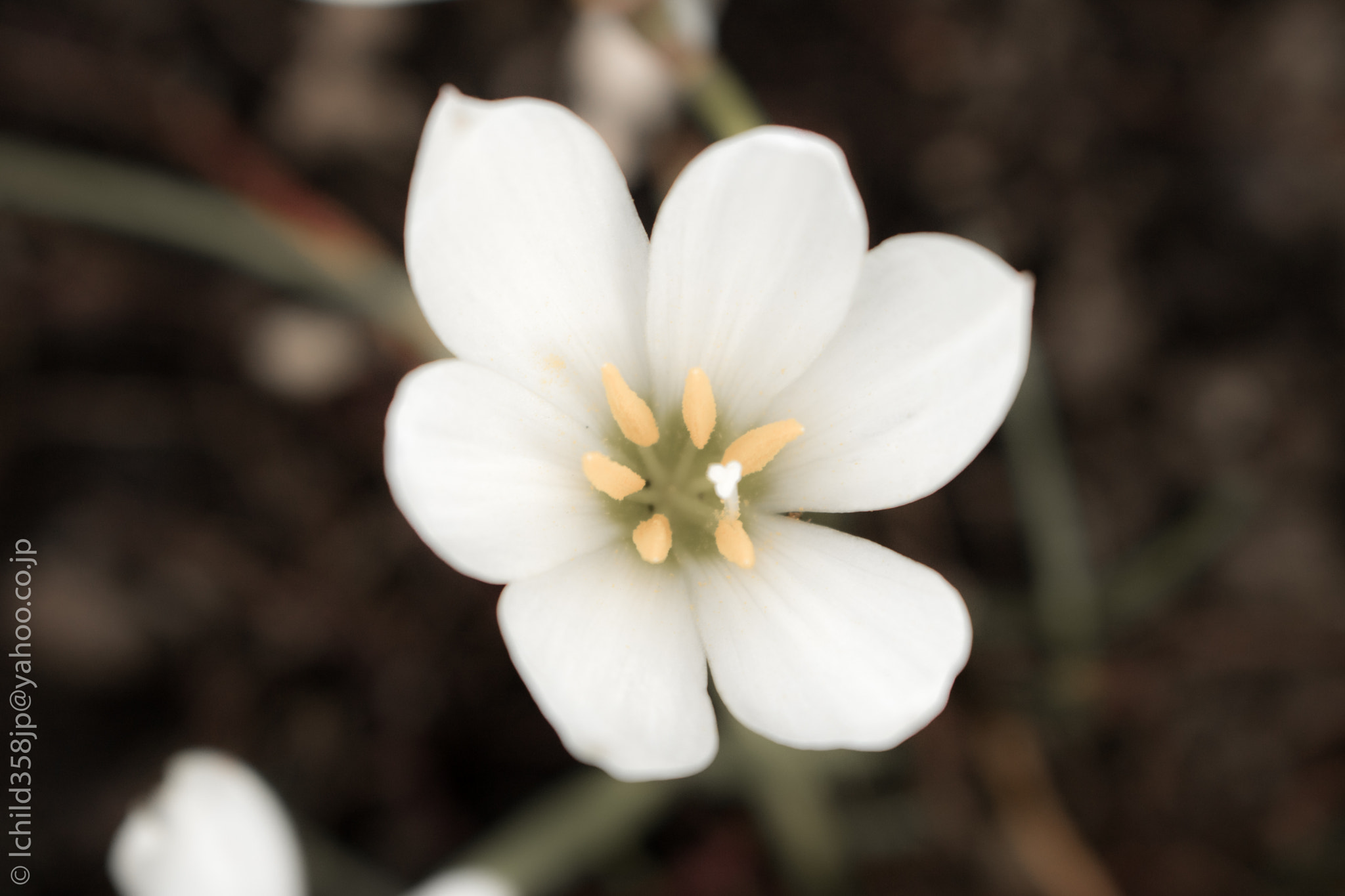 Canon EOS 760D (EOS Rebel T6s / EOS 8000D) sample photo. Flower on enoshima island photography
