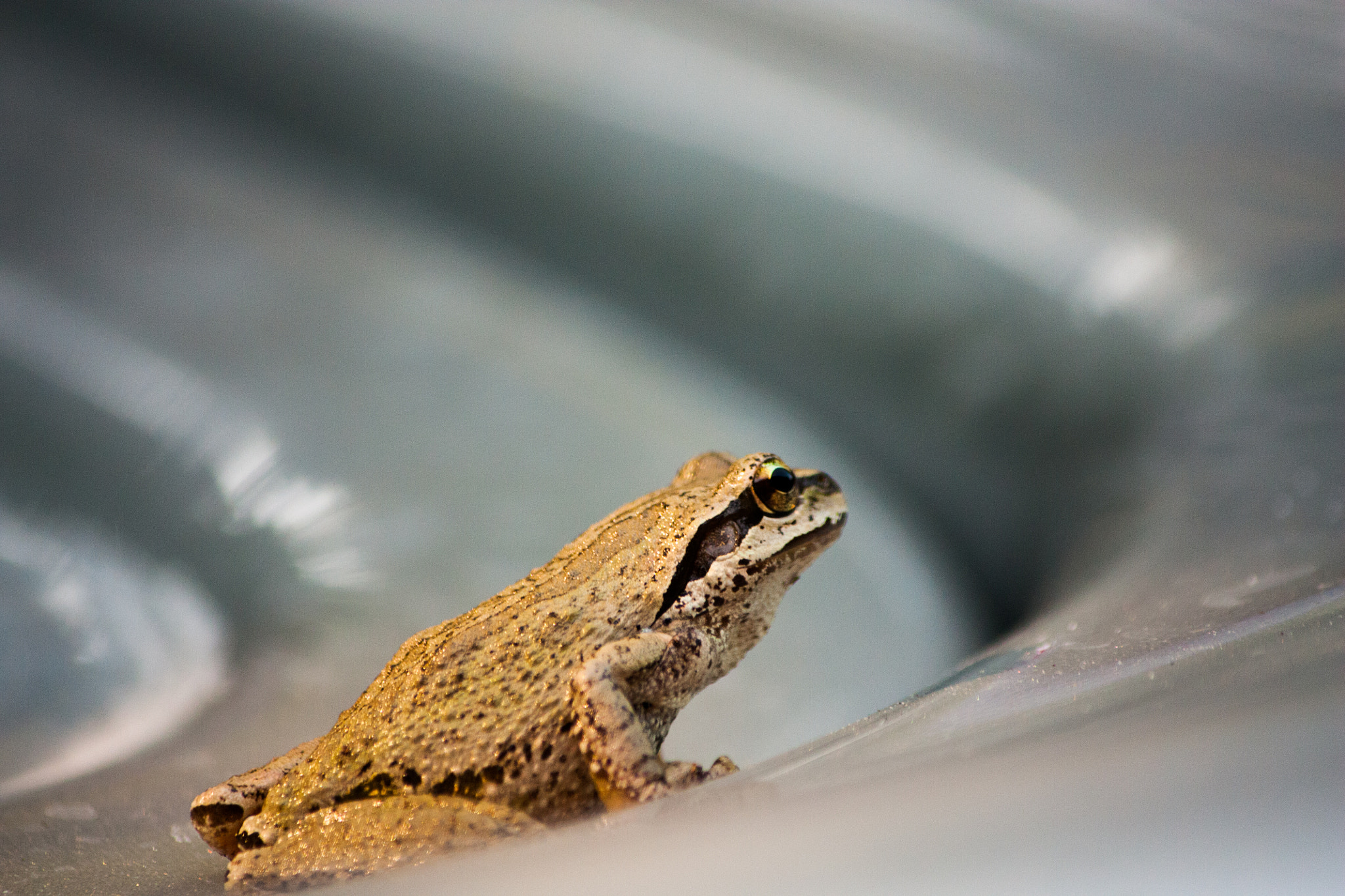 Canon EOS 450D (EOS Rebel XSi / EOS Kiss X2) sample photo. A frog photography
