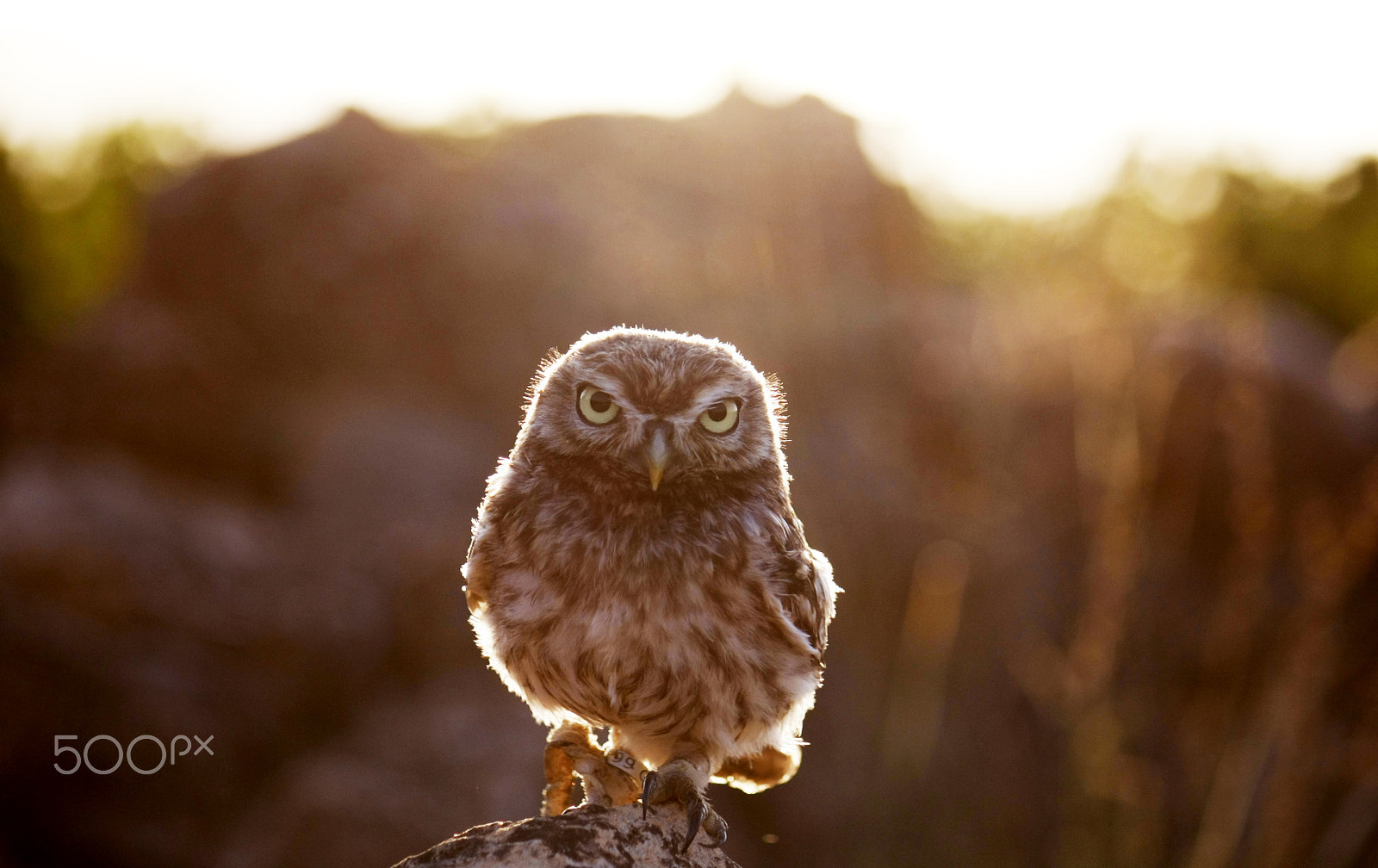 Canon EF-S 55-250mm F4-5.6 IS sample photo. Atenea | athene noctua photography