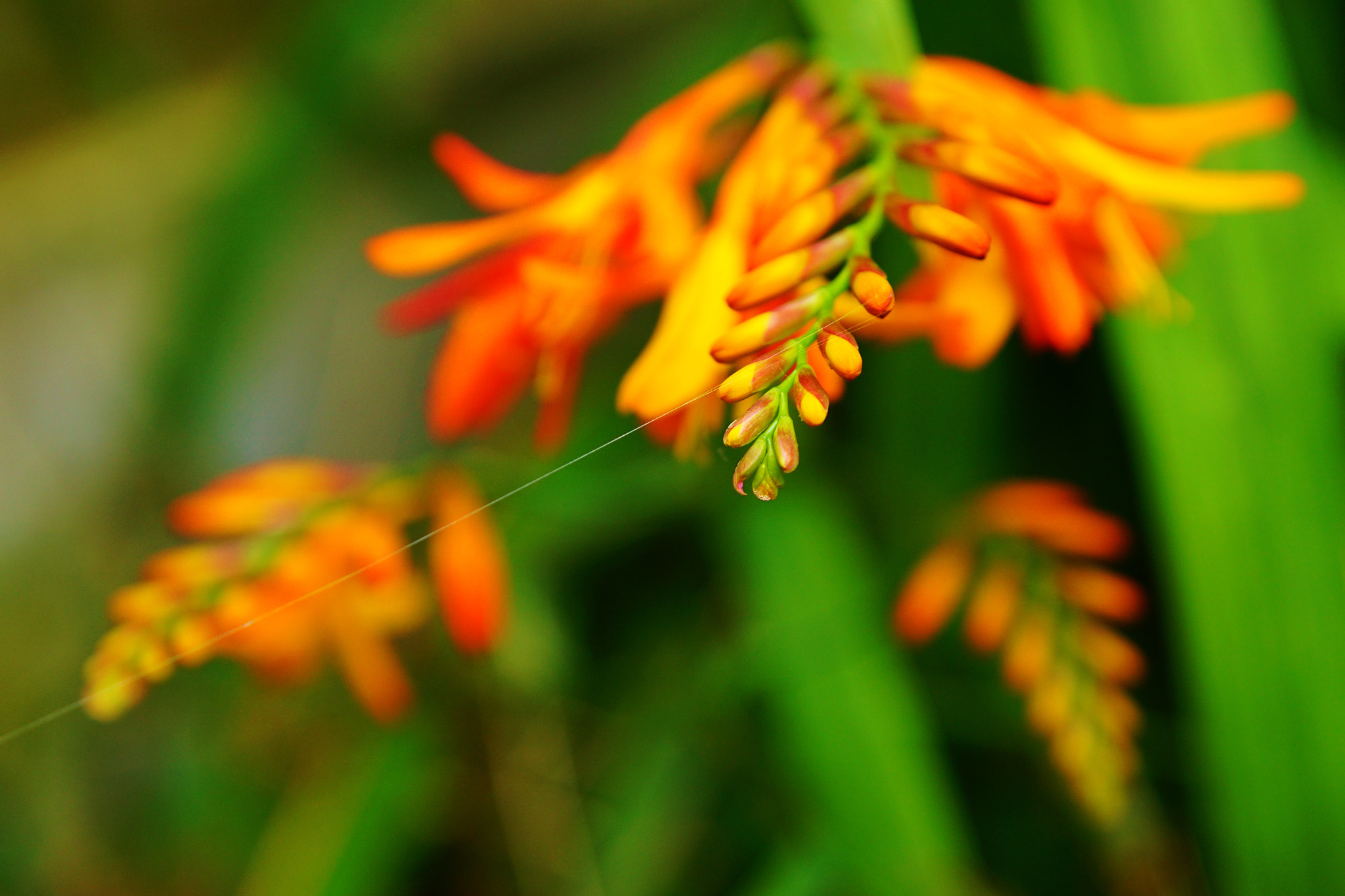 Sony a6000 + Sony DT 16-50mm F2.8 SSM sample photo. Colour thread photography