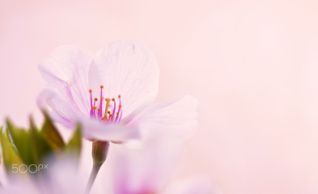 Canon EOS 50D + Canon EF 100mm F2.8L Macro IS USM sample photo. Cherry blossom photography