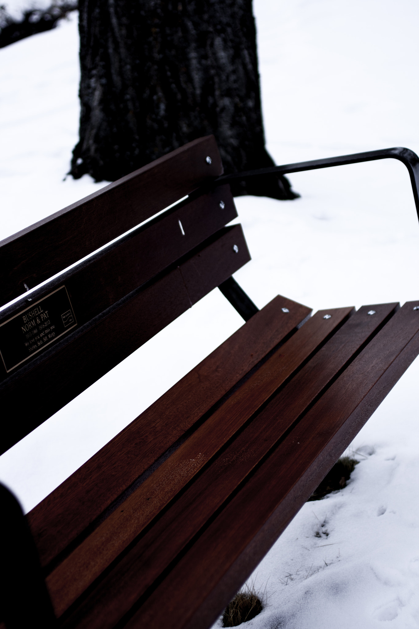 Canon EF 50mm F2.5 Macro sample photo. A frozen bench photography