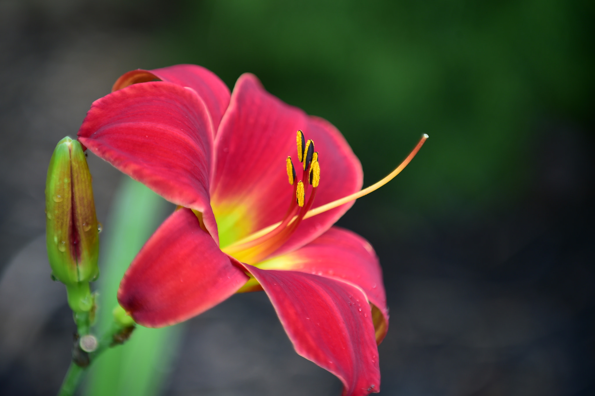 Nikon D4S sample photo. Flower power photography