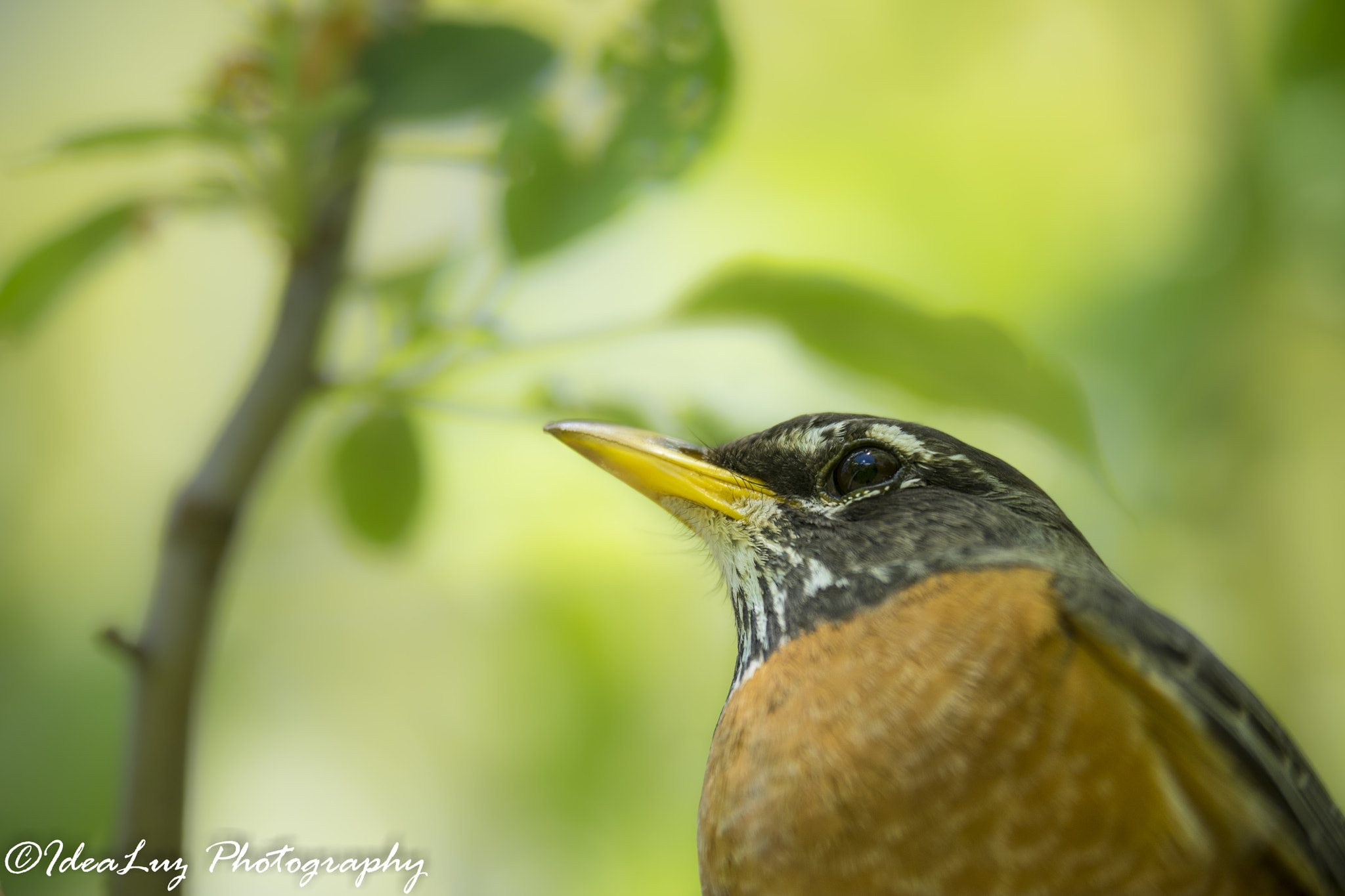 150mm F2.8 sample photo. Watching you, always photography