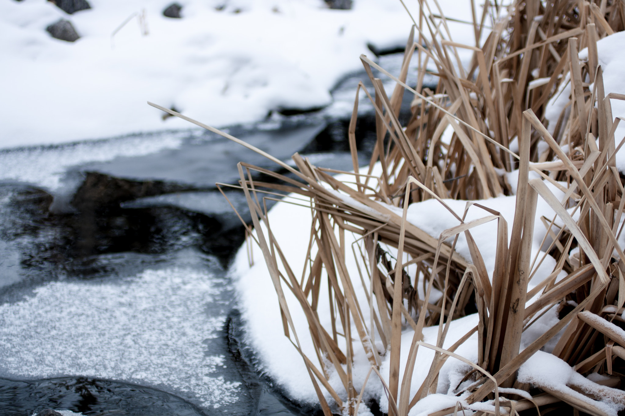 Canon EF 50mm F2.5 Macro sample photo. Reeds in the ice photography